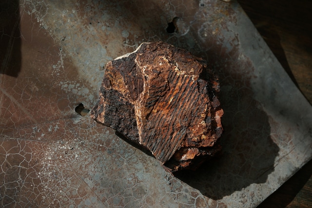 スウェーデン産シダ植物化石 Dictyophyllum exile 1609