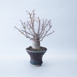 Fouquieria columnaris × deracinefactory【枝振りが最強な冬型塊根】フォークイエリア コルムナリス 観峰玉