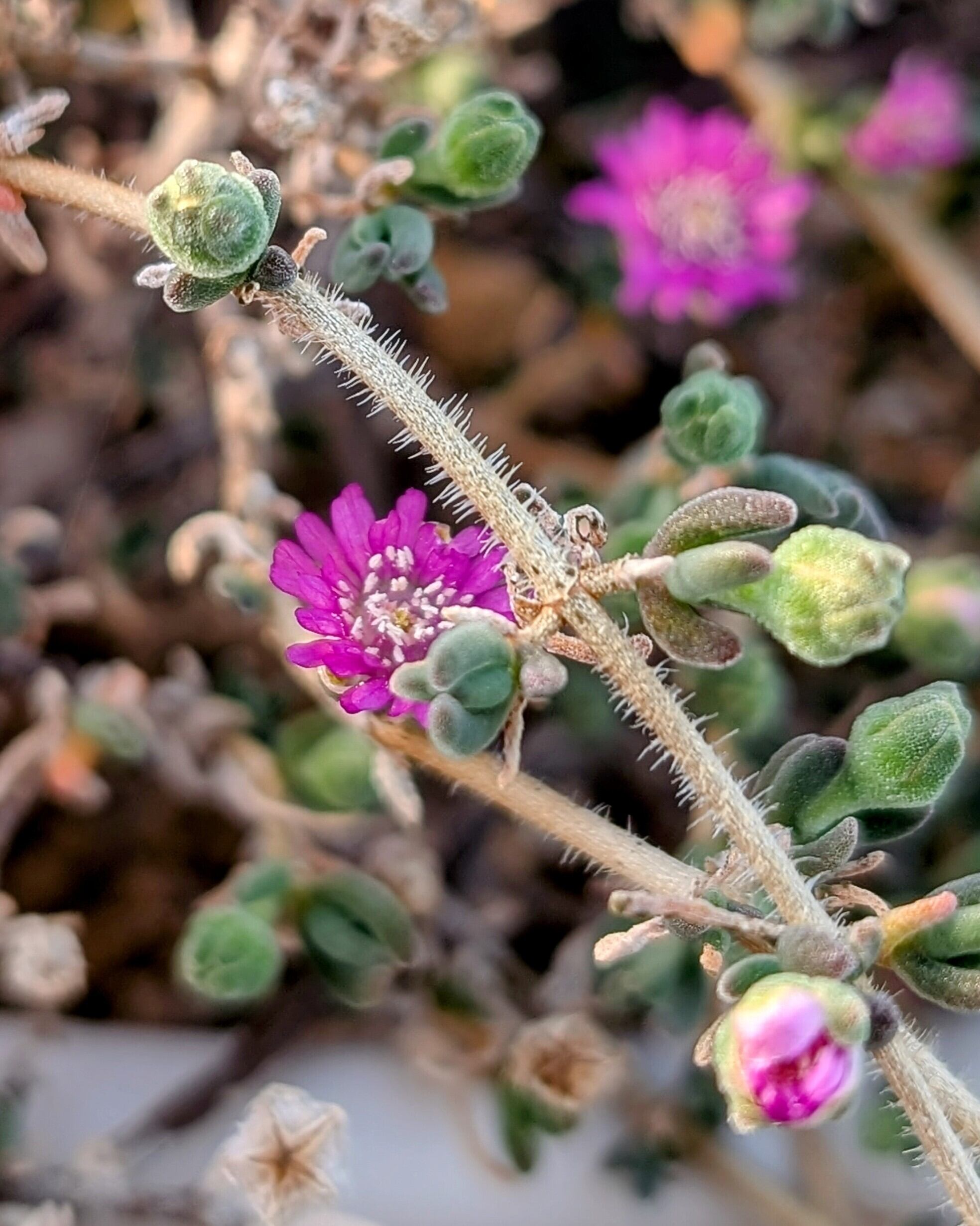 種子(大容量お得パック)/200粒】Drosanthemum hispidum (SL 84-240