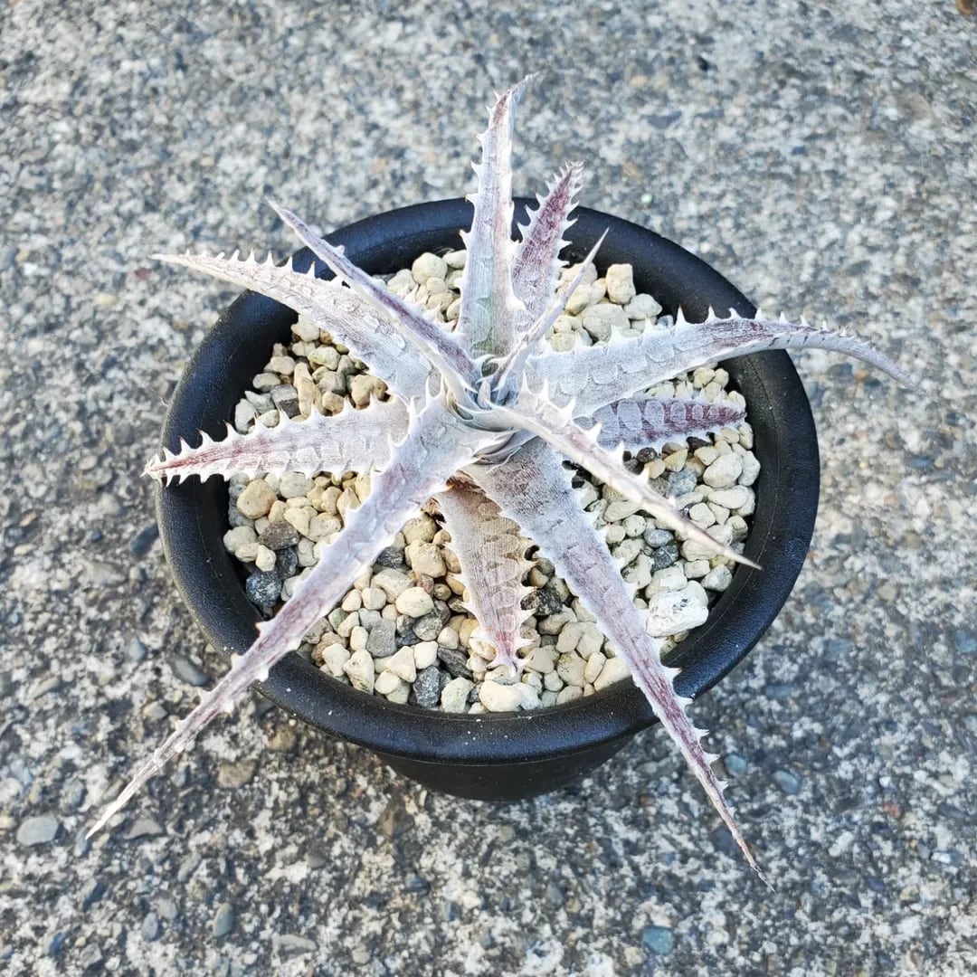 レアプランツ通販サイトPlants Maniax（プランツ・マニアックス）