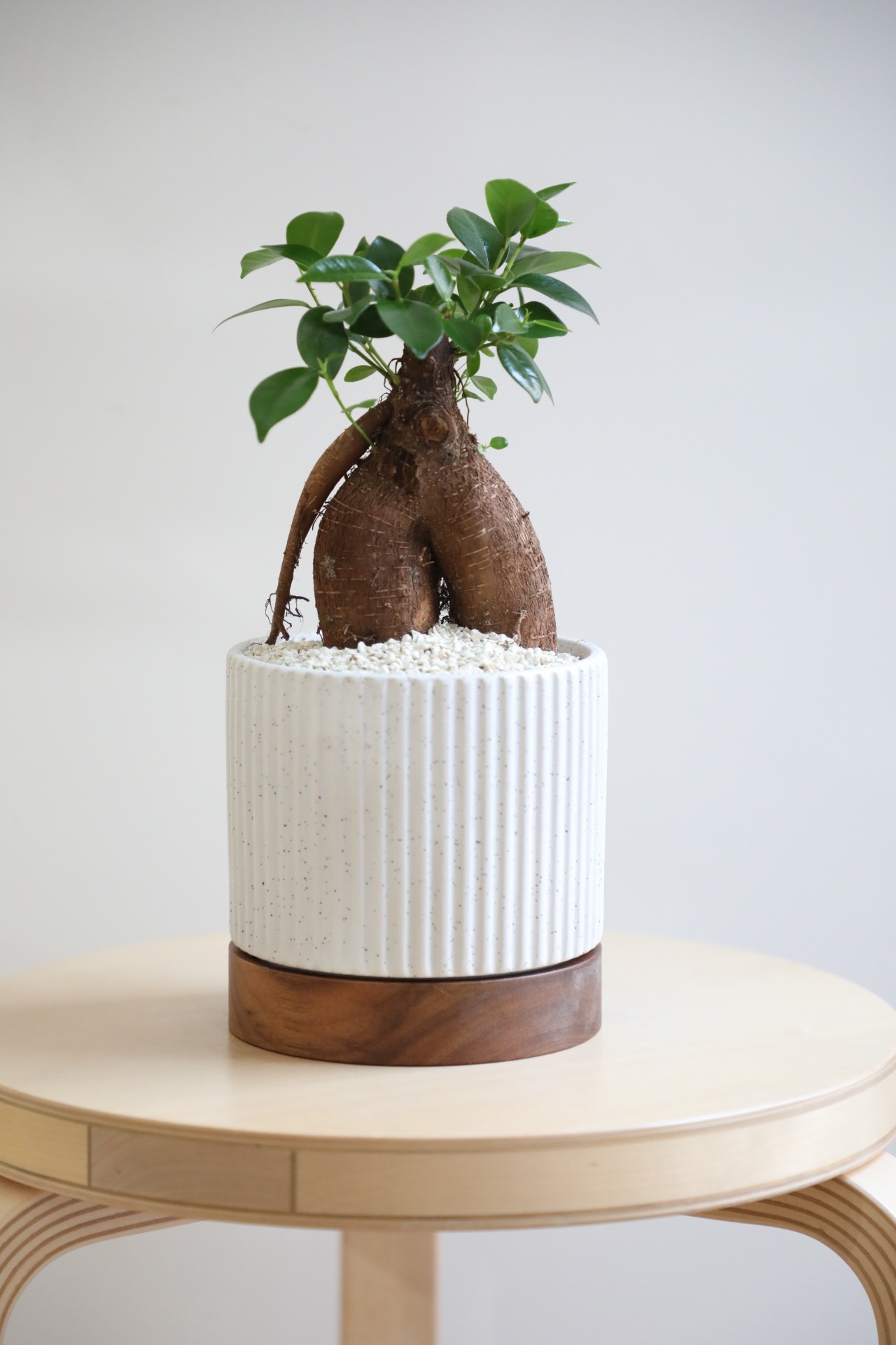 【S】ガジュマル/Ficus microcarpa