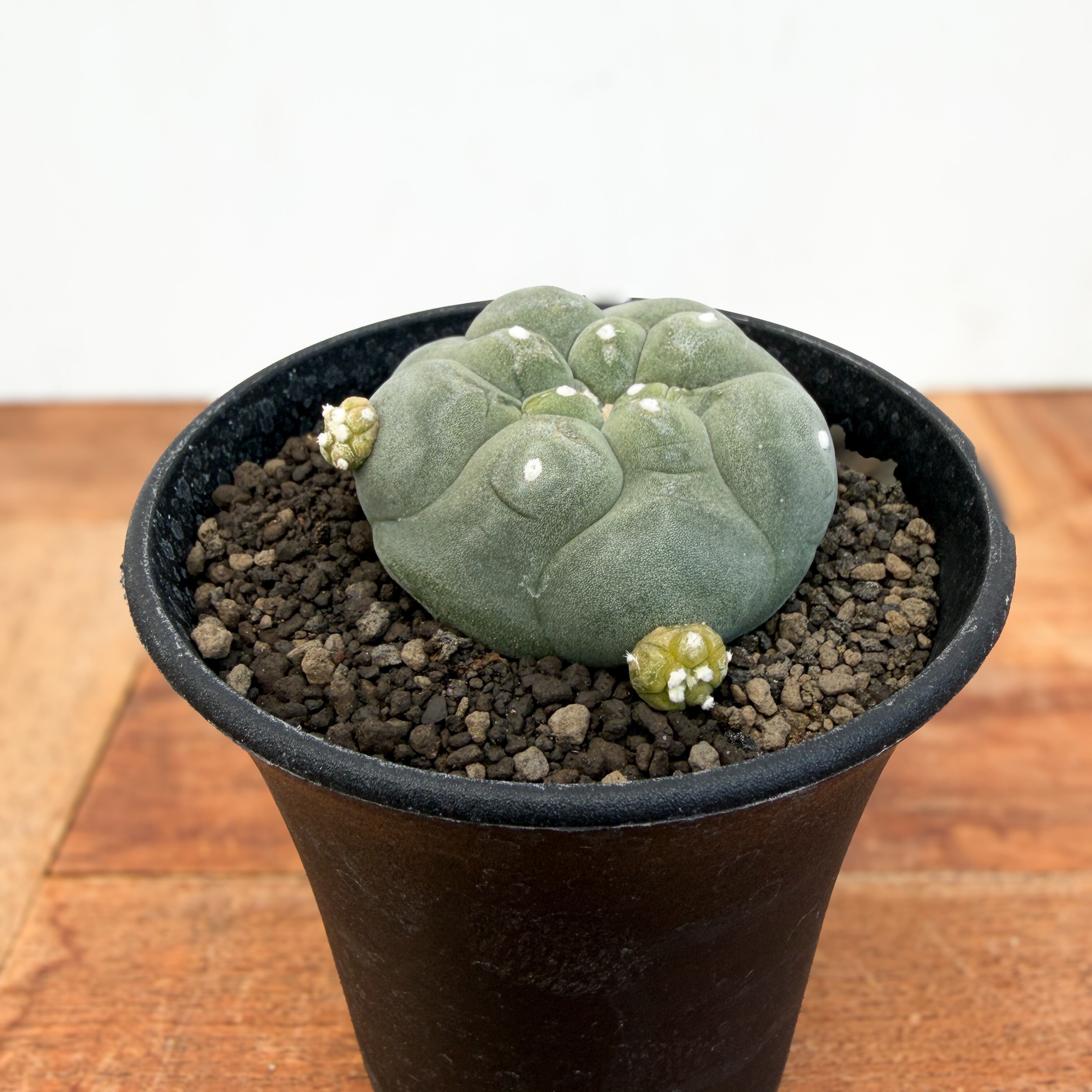 Lophophora diffusa 【ロフォフォラ・黒肌翠冠玉】 | RIMO'S GREEN