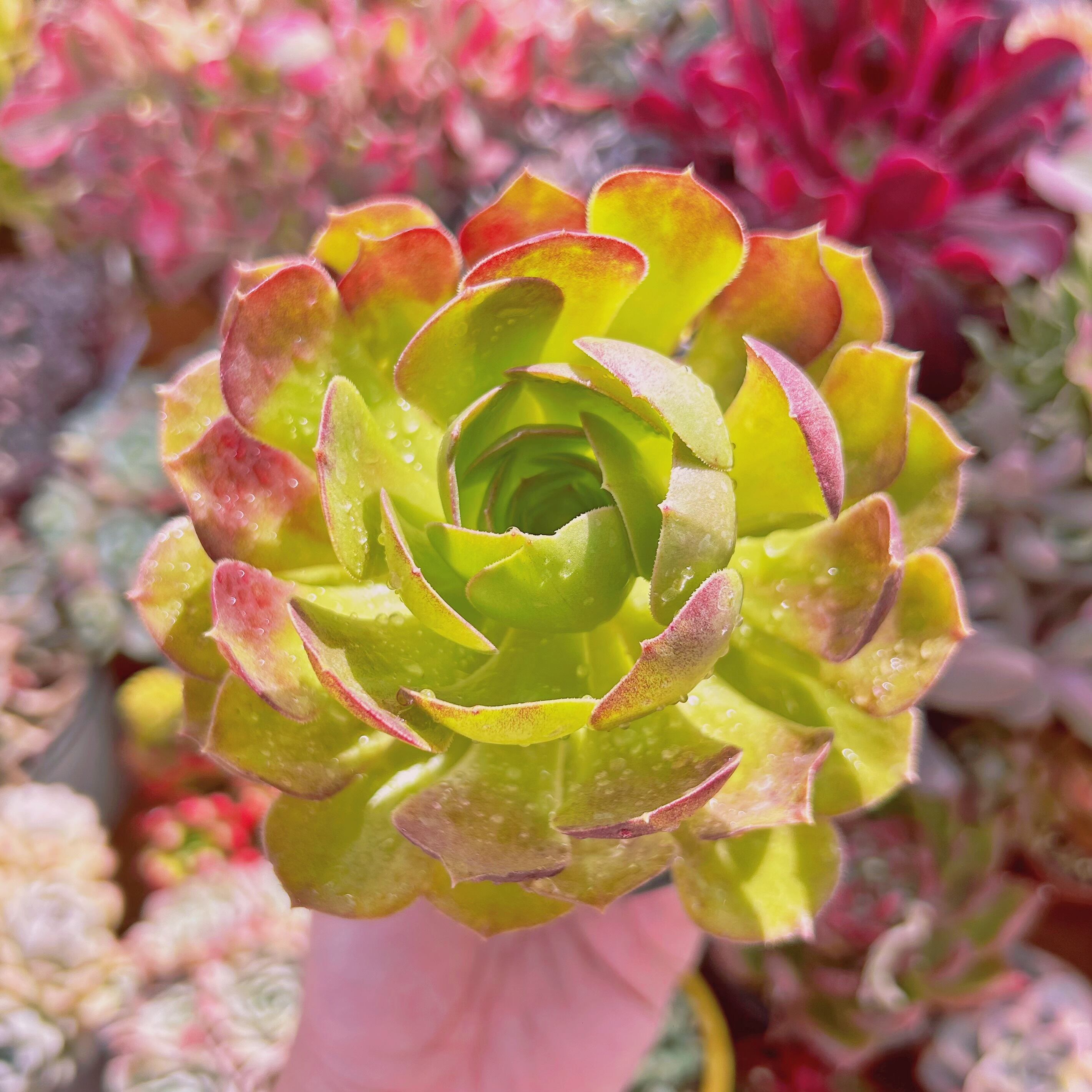 #783現物　多肉植物　サラダボール(Aeonium)　抜き苗