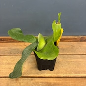 ビカクシダ Platycerium ellisii【823】【再撮影】
