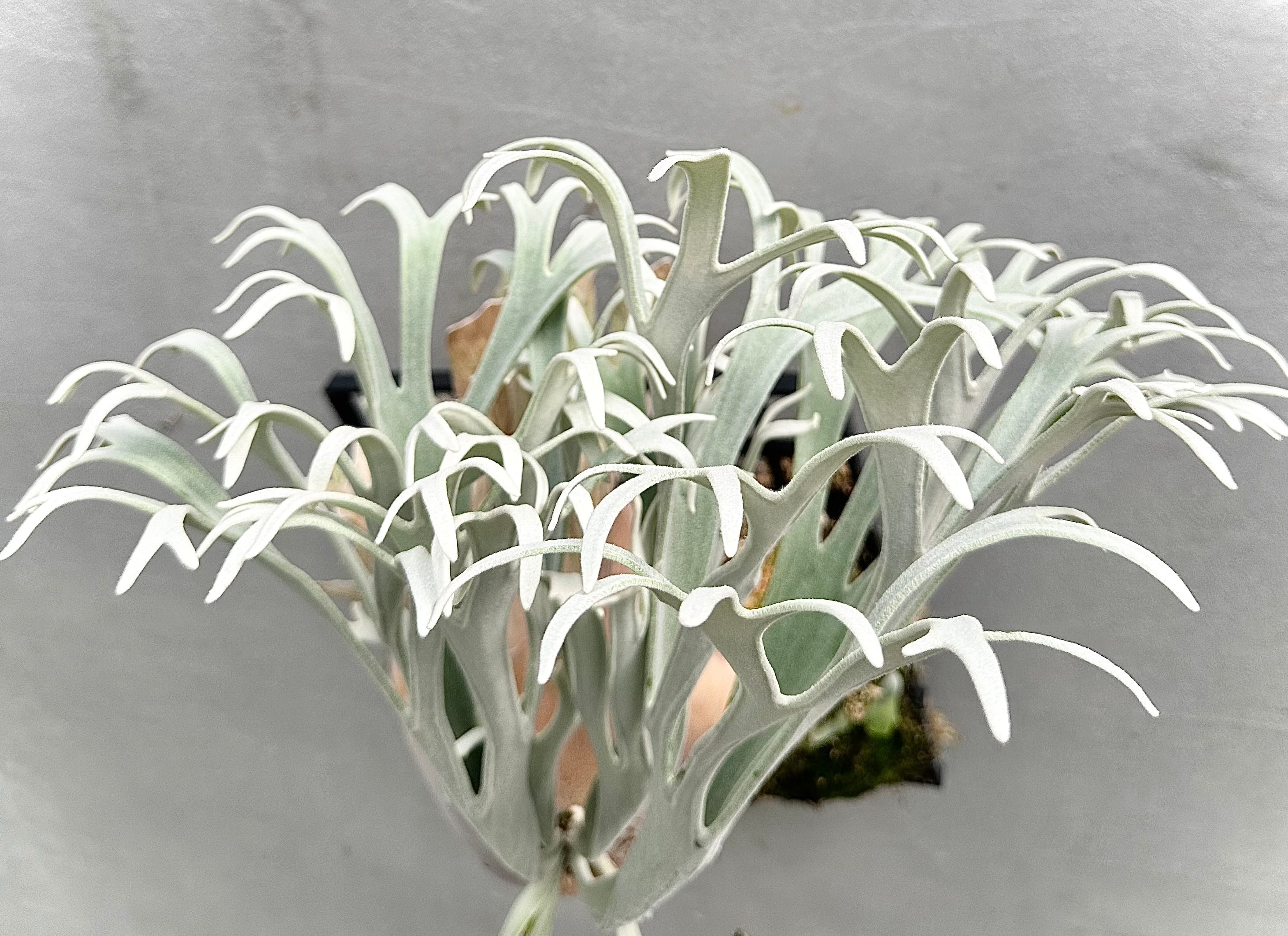 P. 'Elsa' ビカクシダ 'エルサ' | vandaka plants