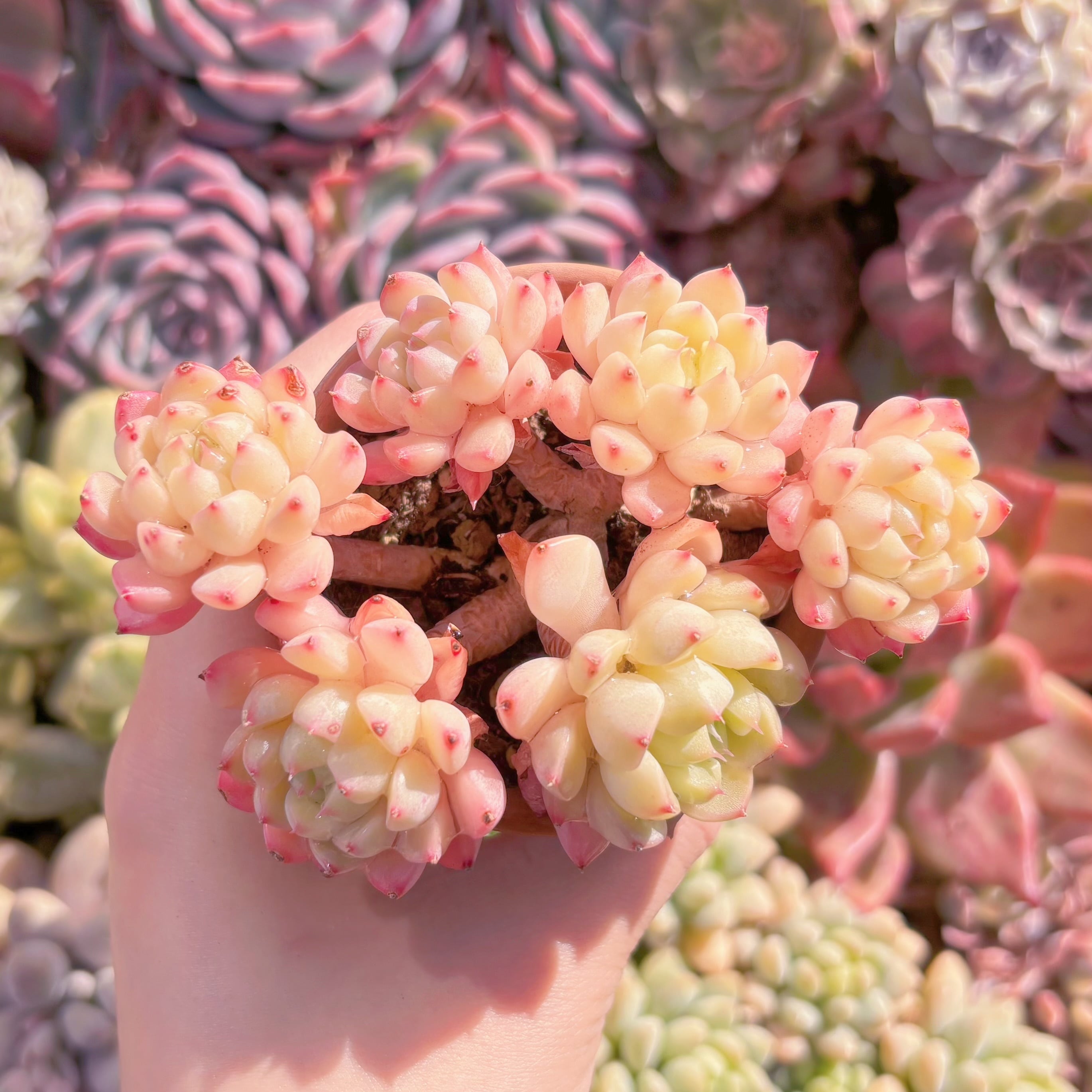 現品　マチカ#A12　群生　るる農園