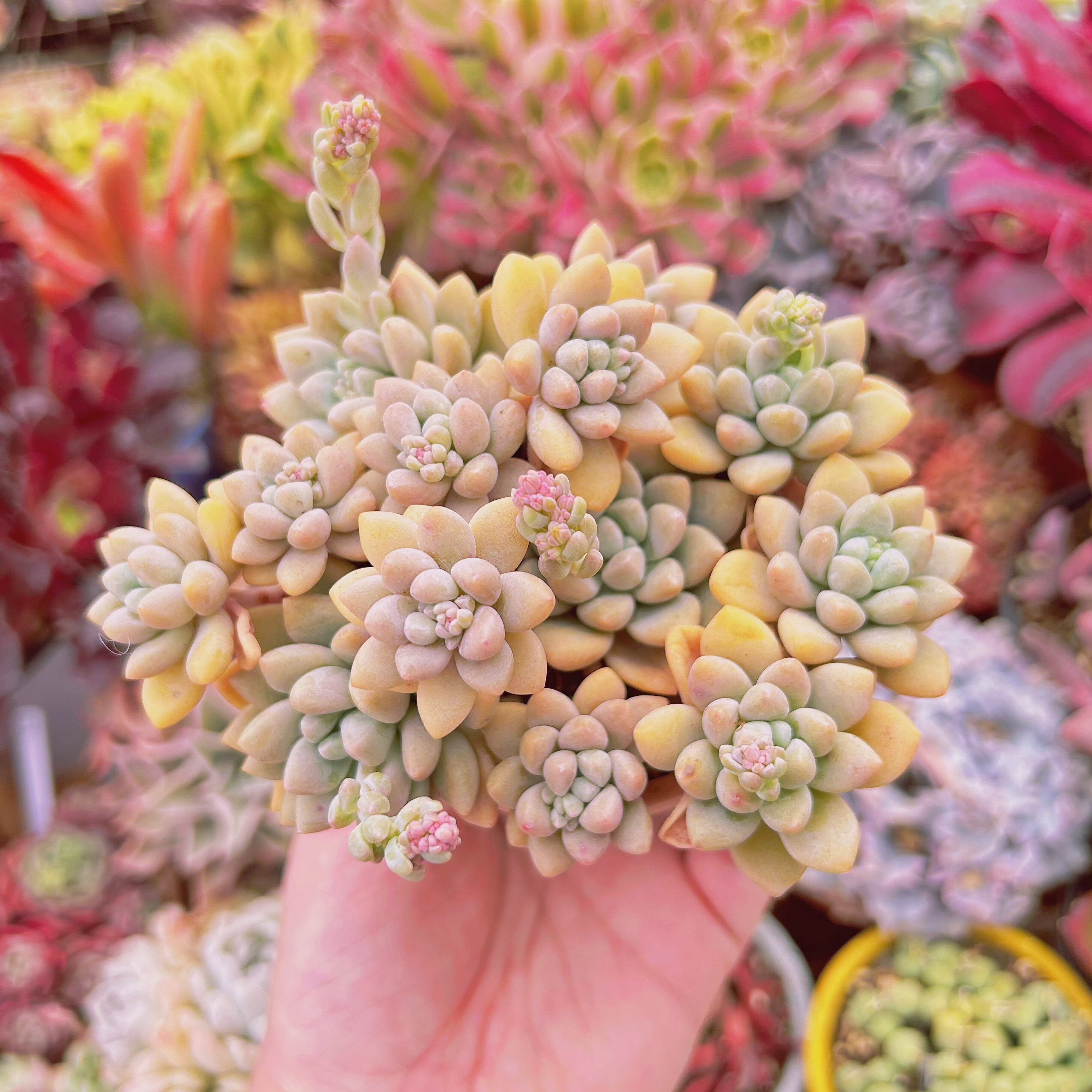 #760現物　多肉植物　プロリフェラxフレヌ　2群生