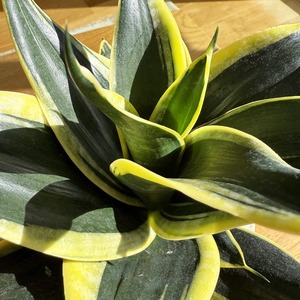 サンスベリア・ハニー