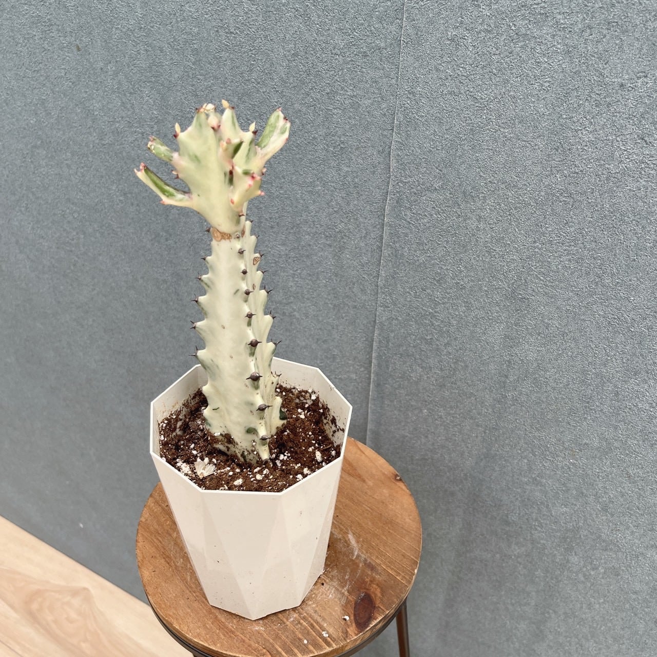 現品］【希少】2番 ユーフォルビア ホワイトゴースト 4号 観葉植物