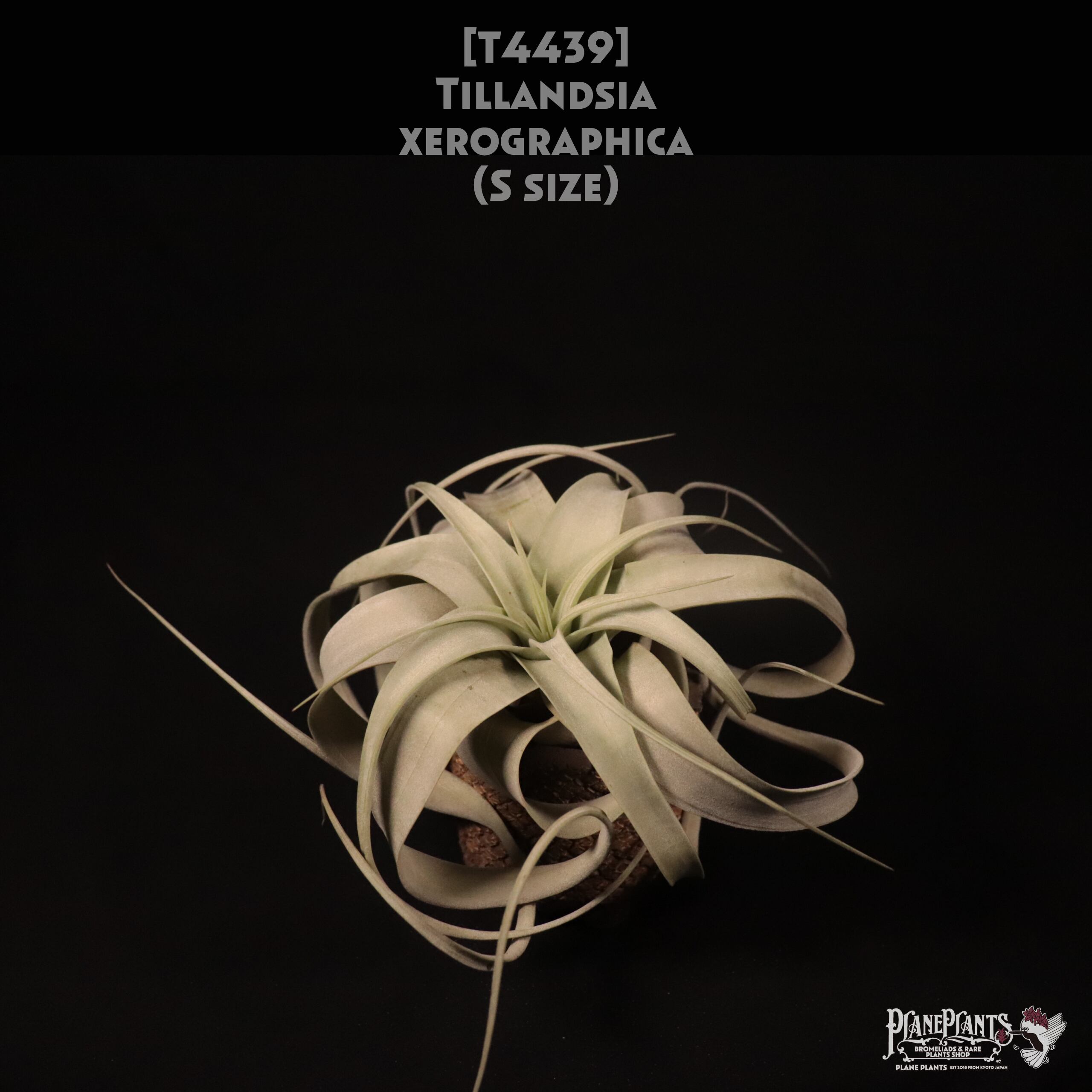 【送料無料】xerographica S〔エアプランツ〕現品発送T4439