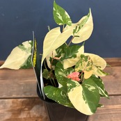 ファロピアマルチフローラ【511】