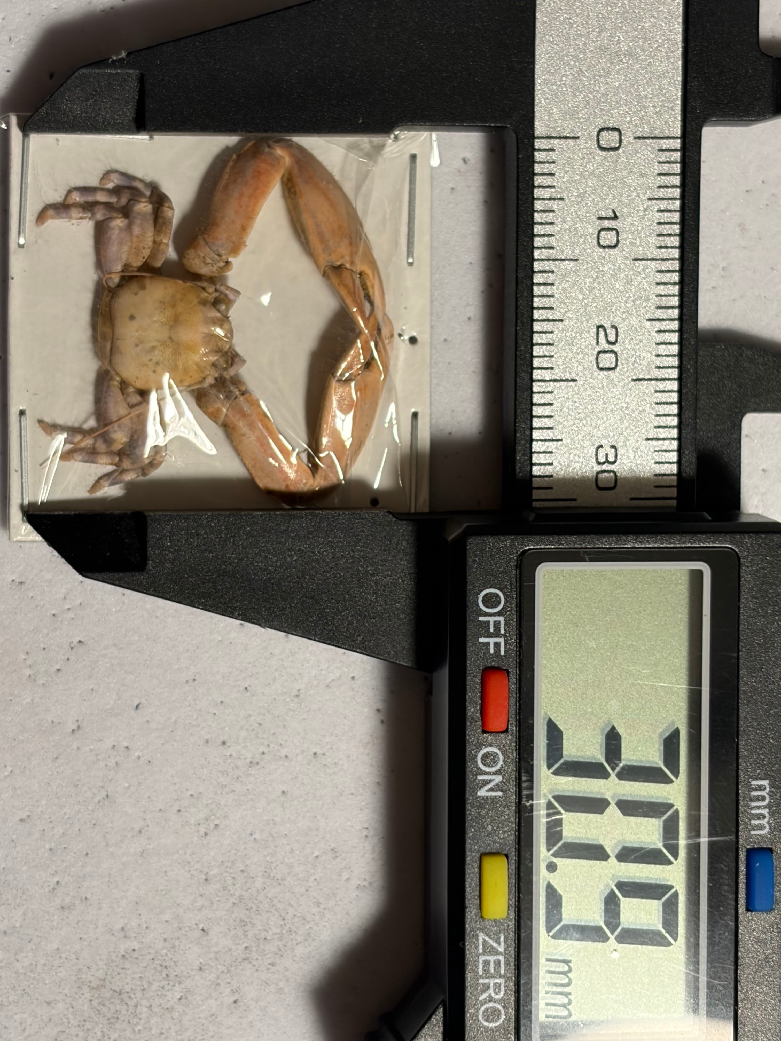 蟹標本】両腕が肥大化したカニ 甲殻類 シャコ エビ モンハナシャコ