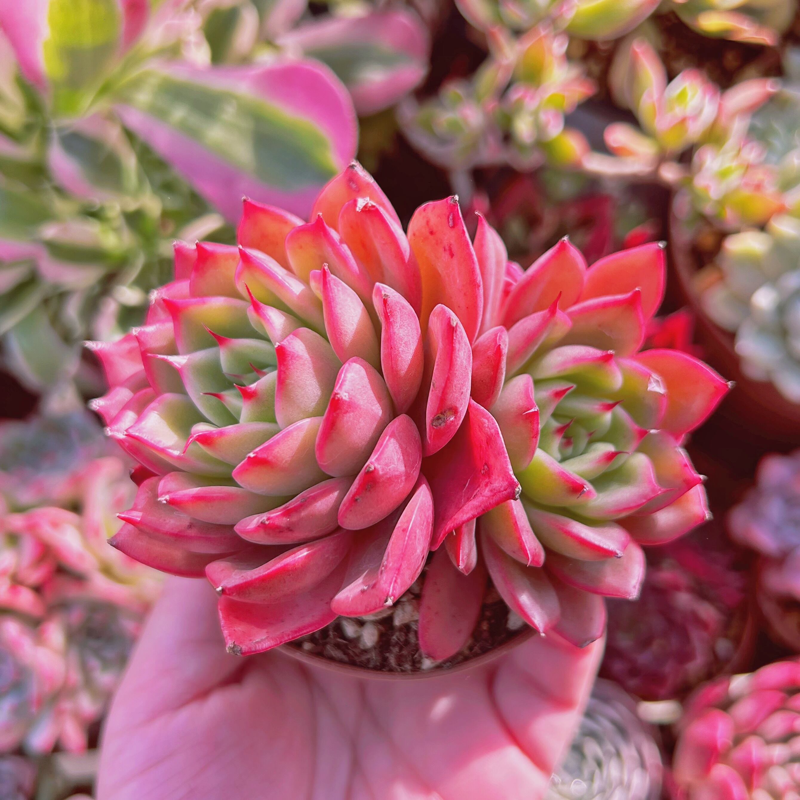 多肉植物　Echeveria 新品種　スターバックス　大群生