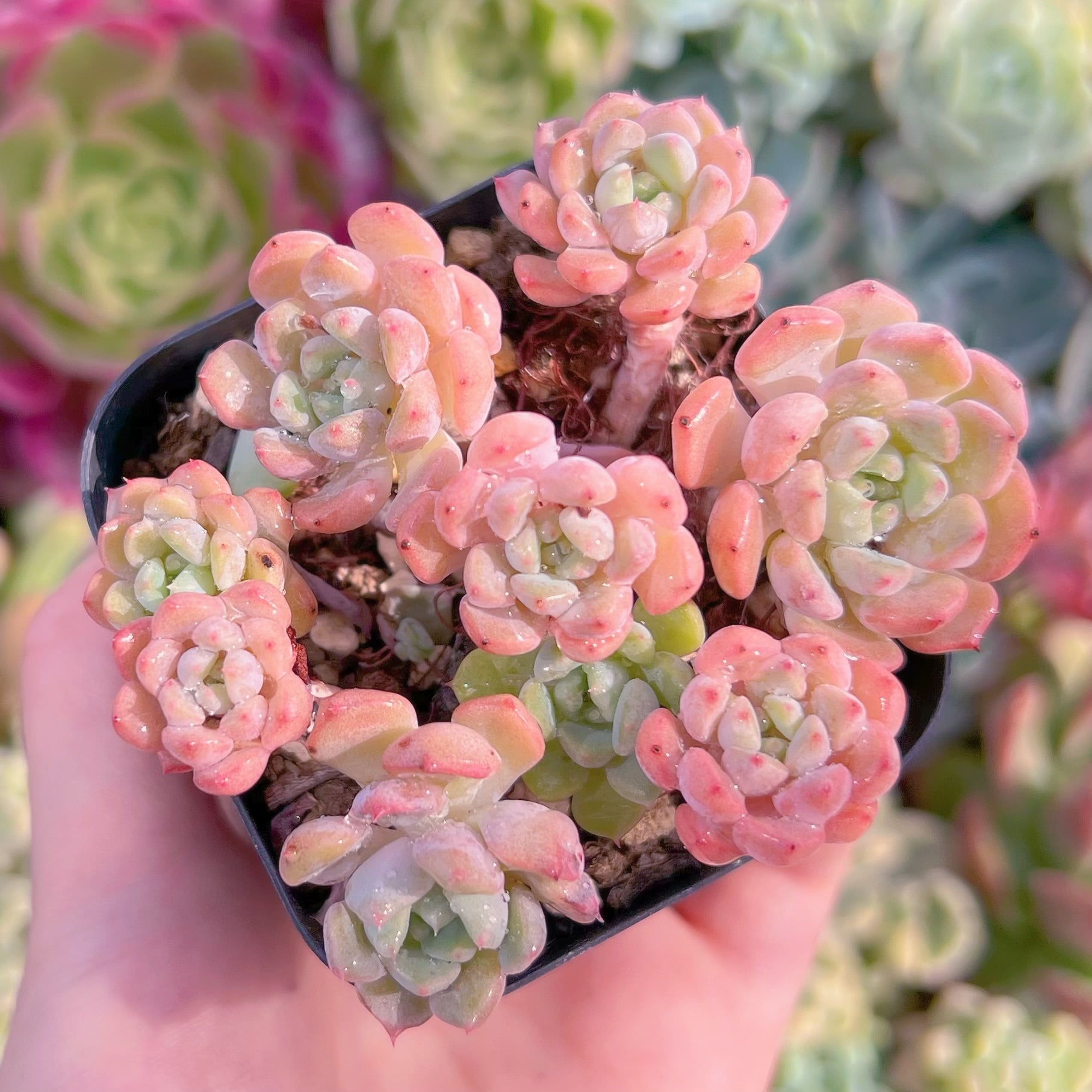 現品　ピンクバブル#1180　るる農園