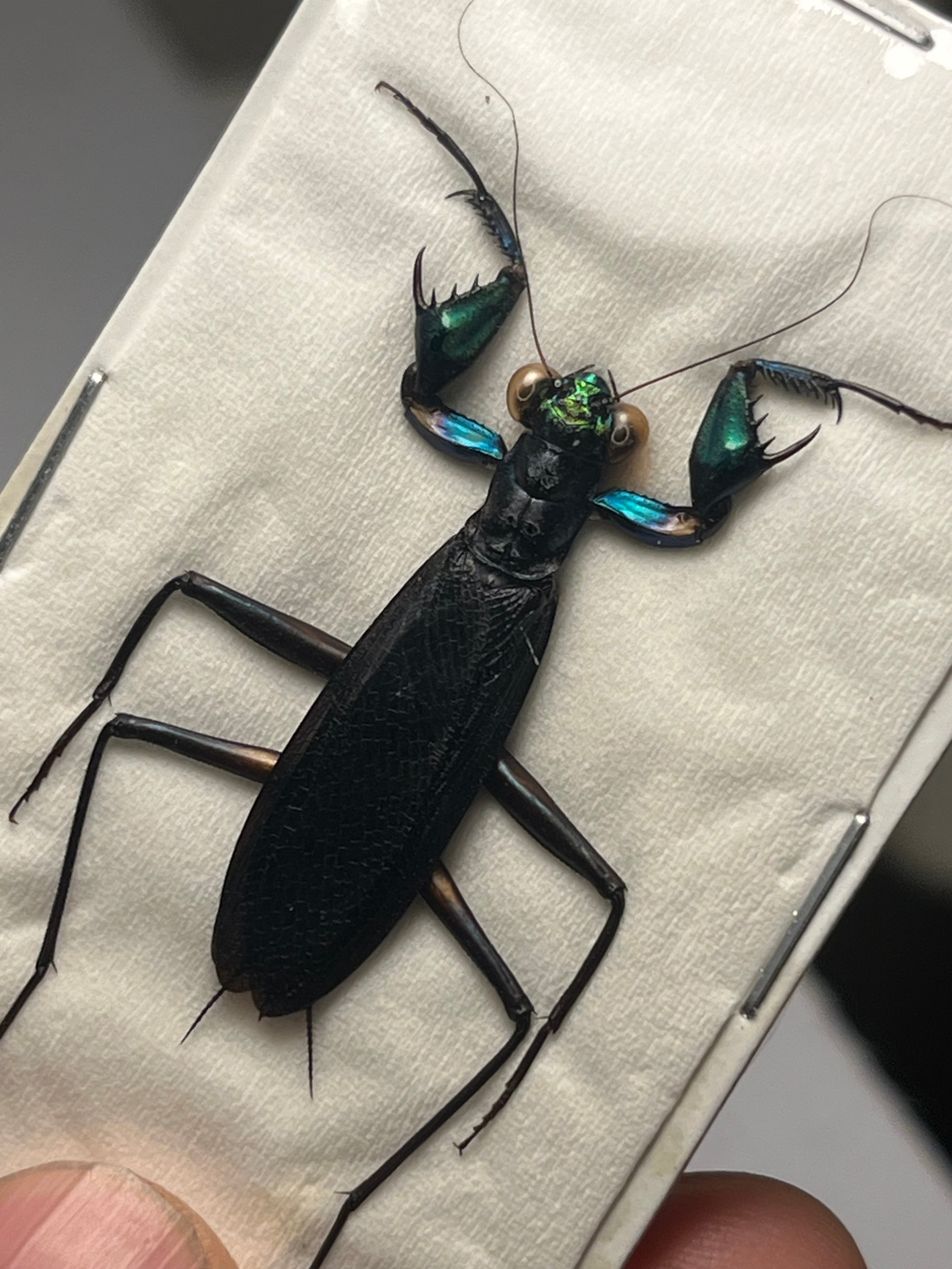 標本 | オモニキチュウ