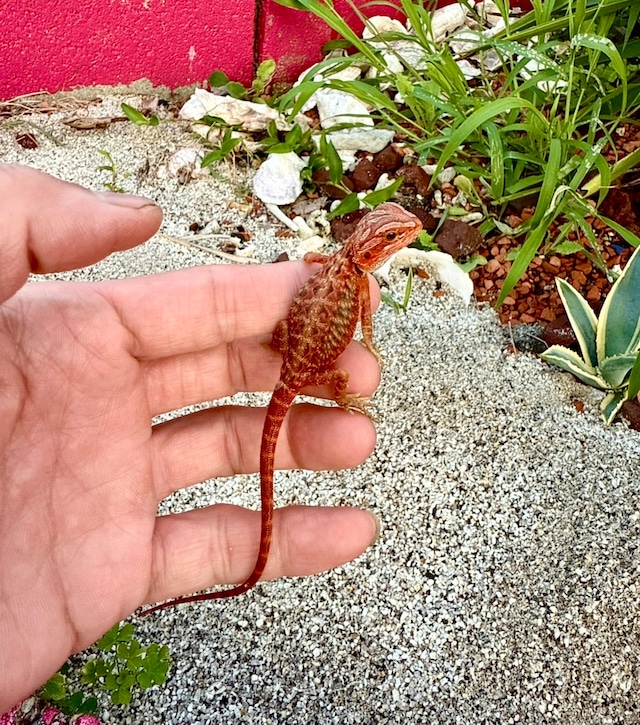 フトアゴヒゲトカゲ・ダークレッドトランスレザー