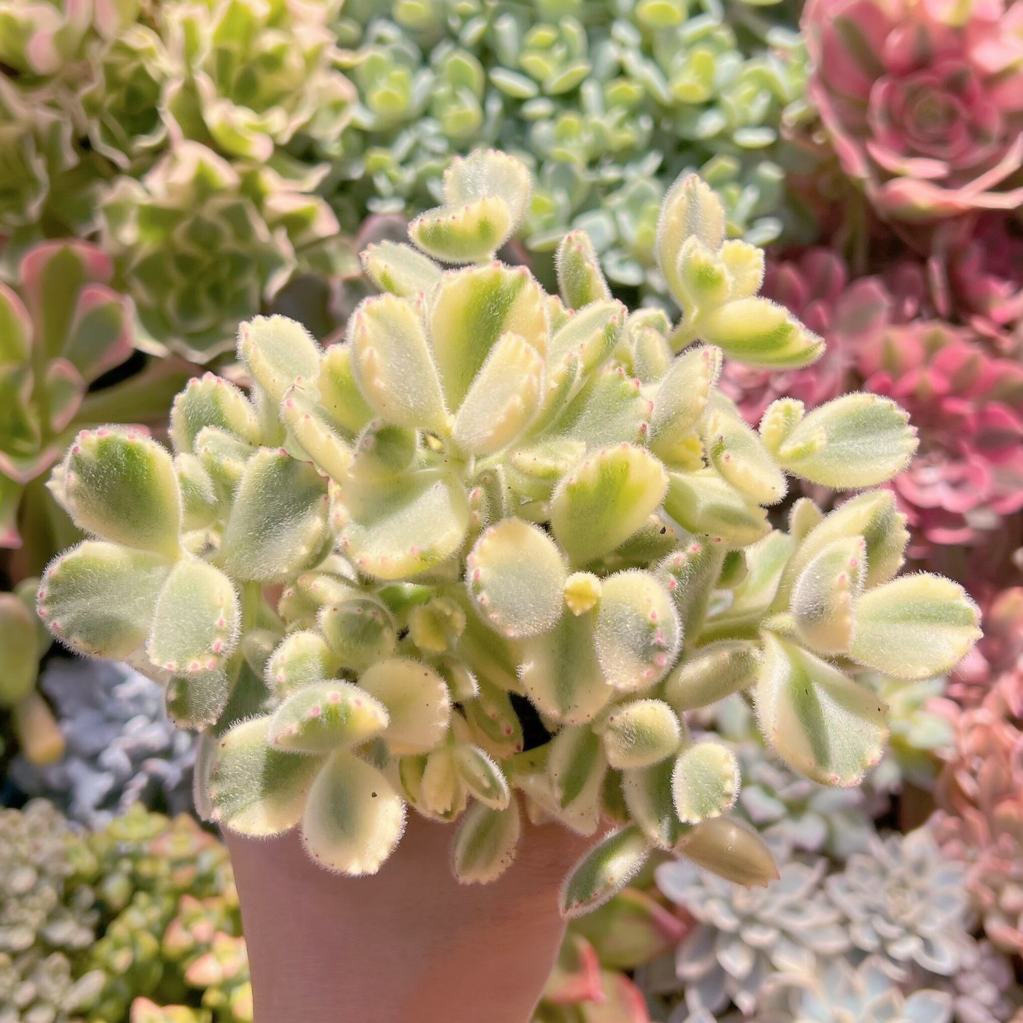 多肉植物　白熊　新入荷　るる農園