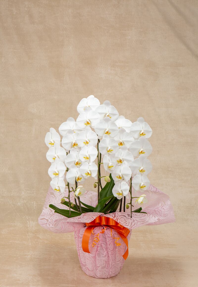 胡蝶蘭(33輪前後)3本立ち