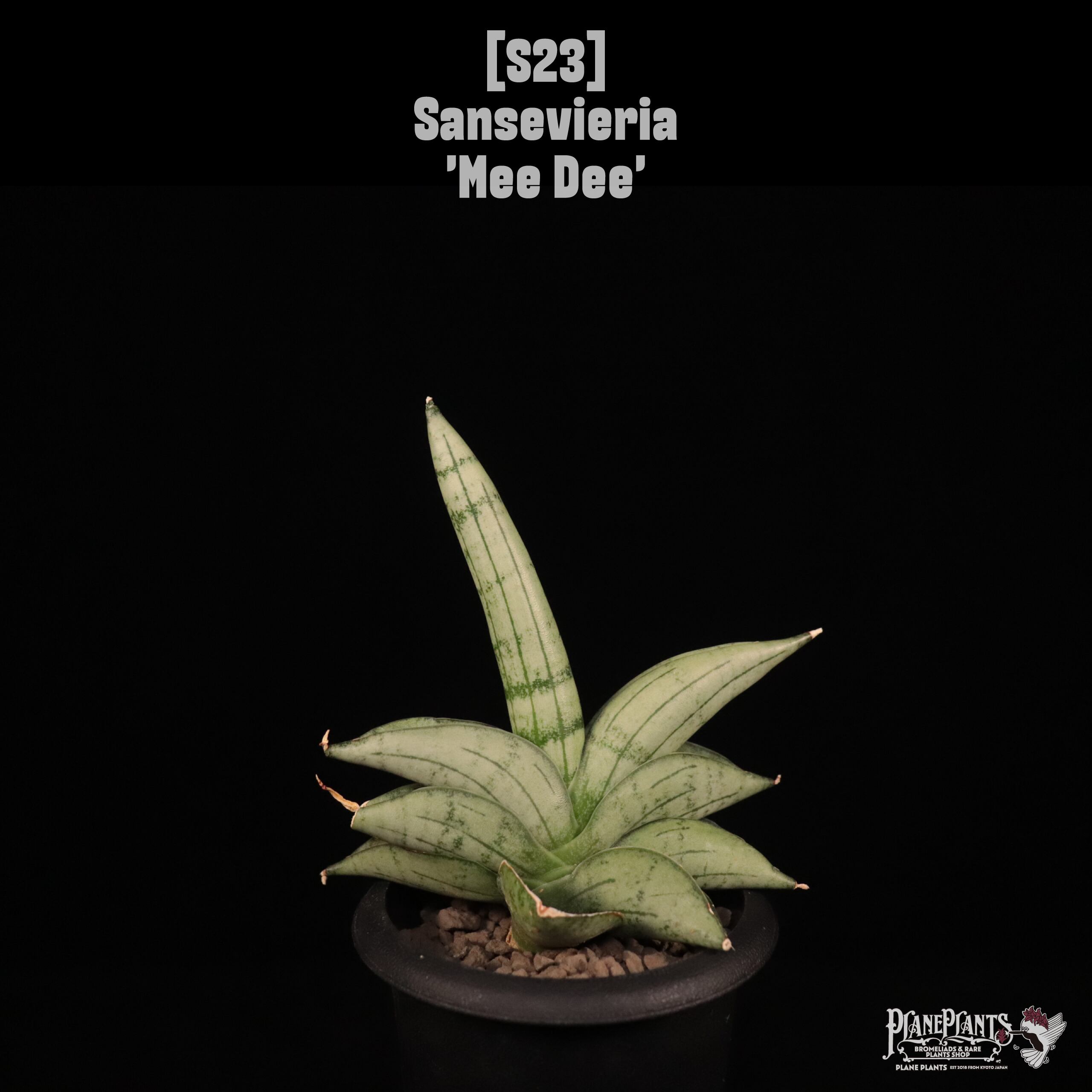 【送料無料】Sansevieria 'Mee Dee'〔サンセベリア〕現品発送S23