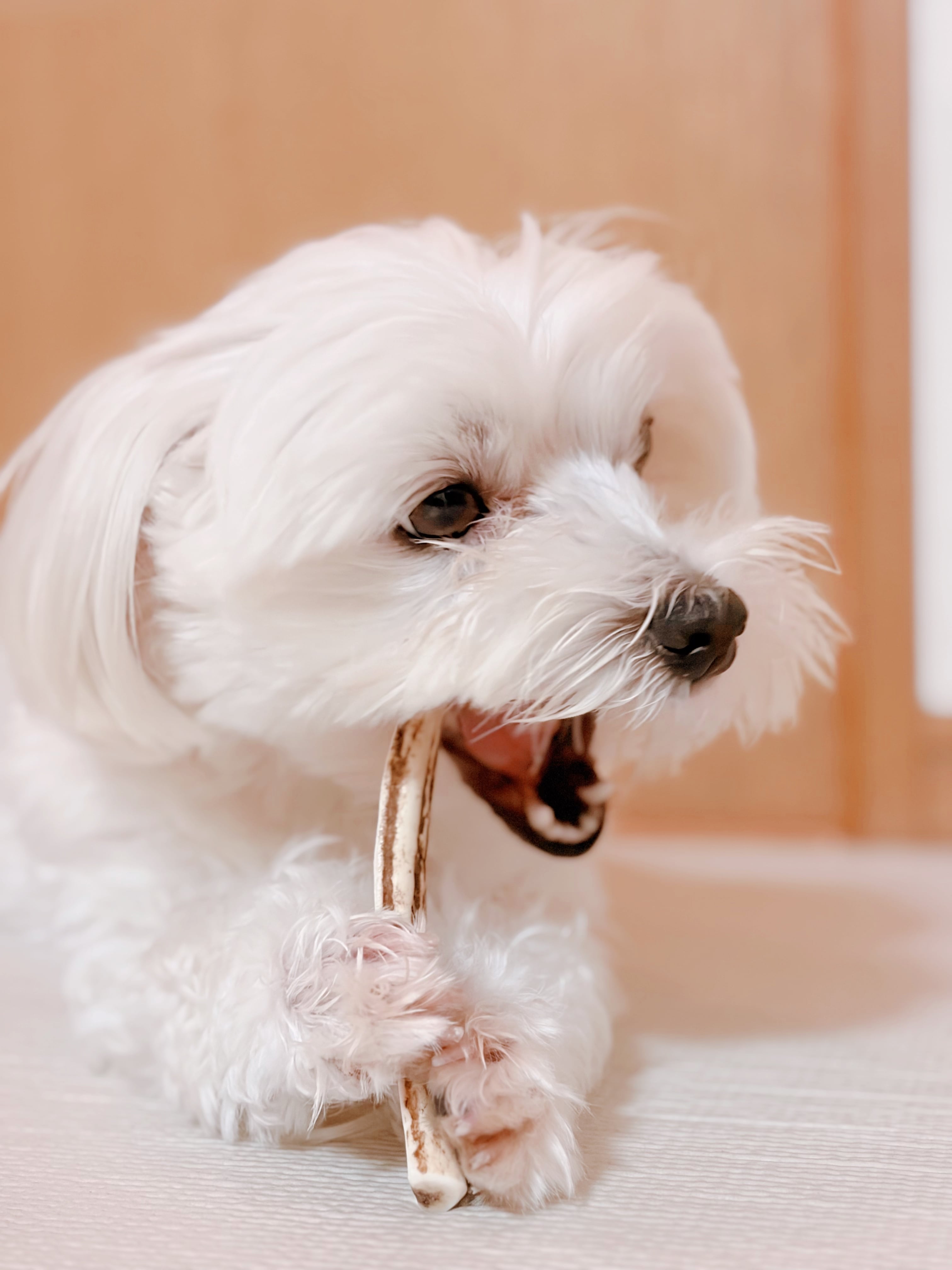 ドッグガムSサイズ(超小型~小型犬向) 鹿角かみかみ習慣 犬用ガム 天然鹿角 デンタルケア 国産 無添加 ストレスケア 犬用おもちゃ 歯ぐきマッサージ