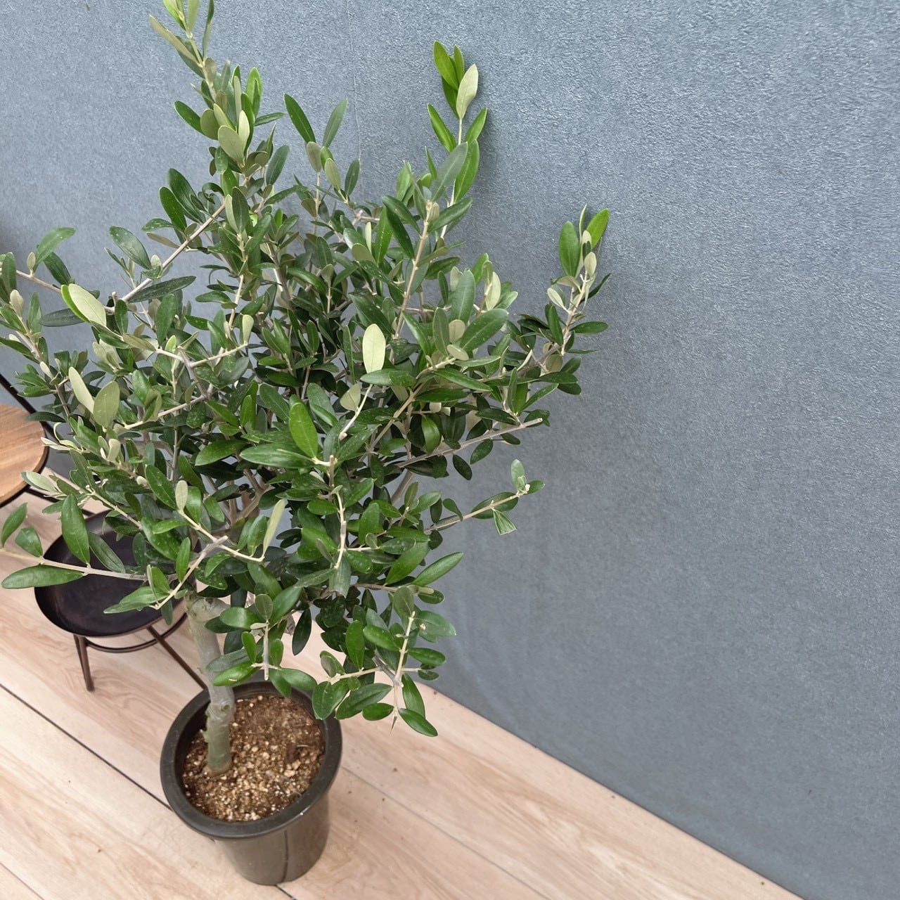 現品］E 創樹 オリーブ ルッカ 6号 観葉植物 屋外 オリーブの木