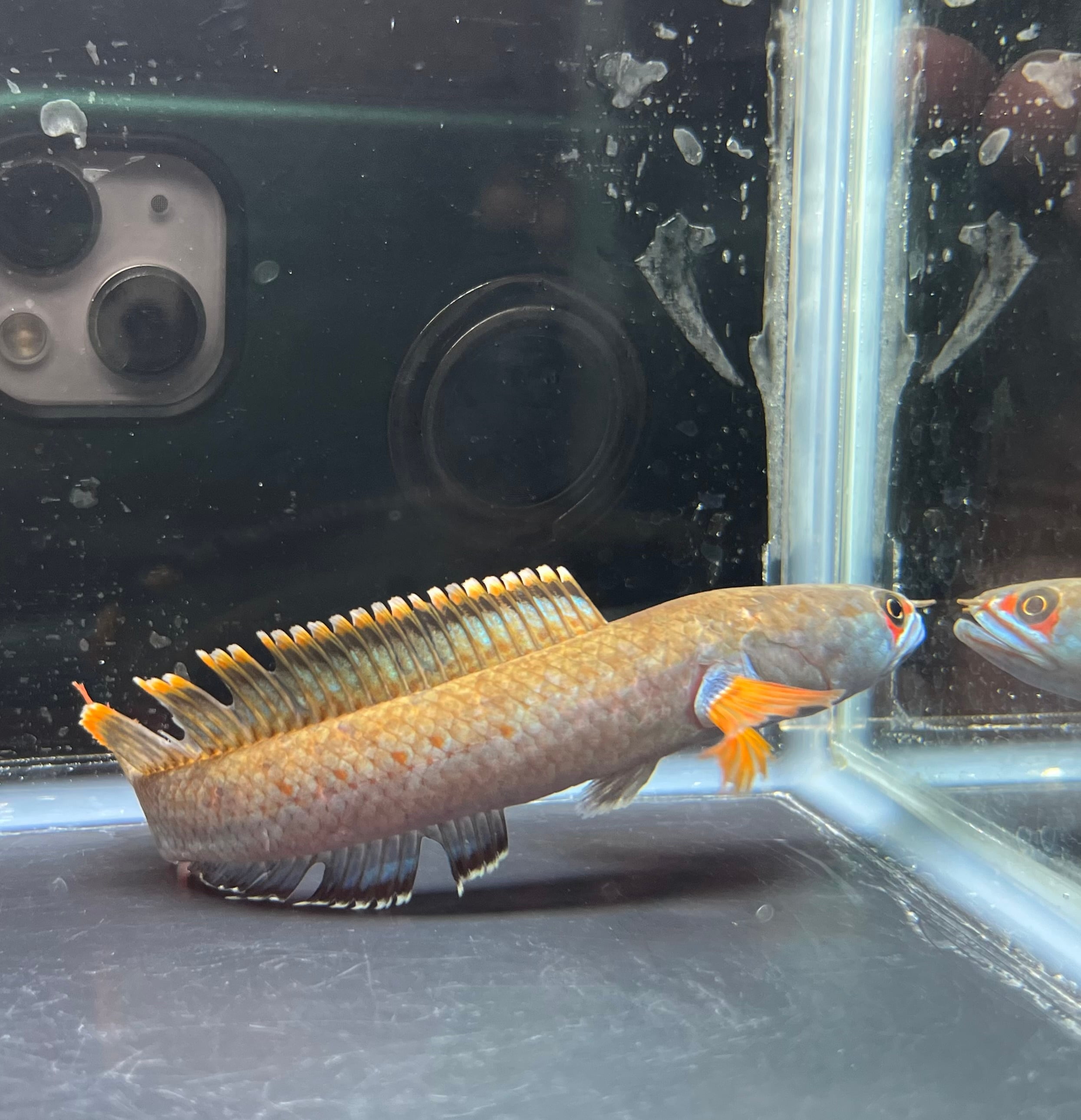 濃色極美 WILD 採取個体 タイ南部産 アイス（アイズ）ファイヤー