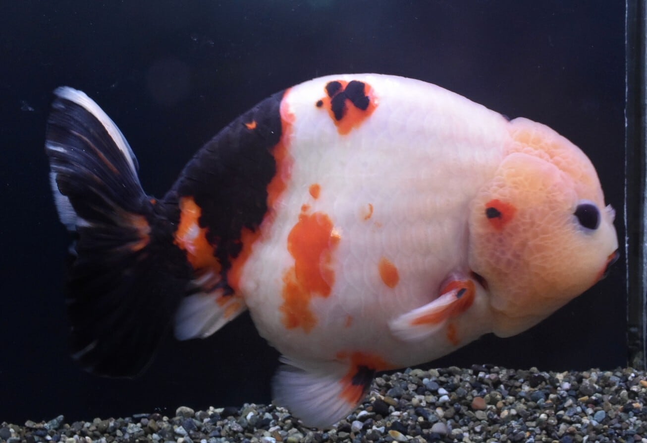 江戸中期　古王地山染付　南京猪口5客木箱付直径10㎝　タルチ　東な7-1008① 江戸錦 | 〈金魚専門店〉fishfarmjp1