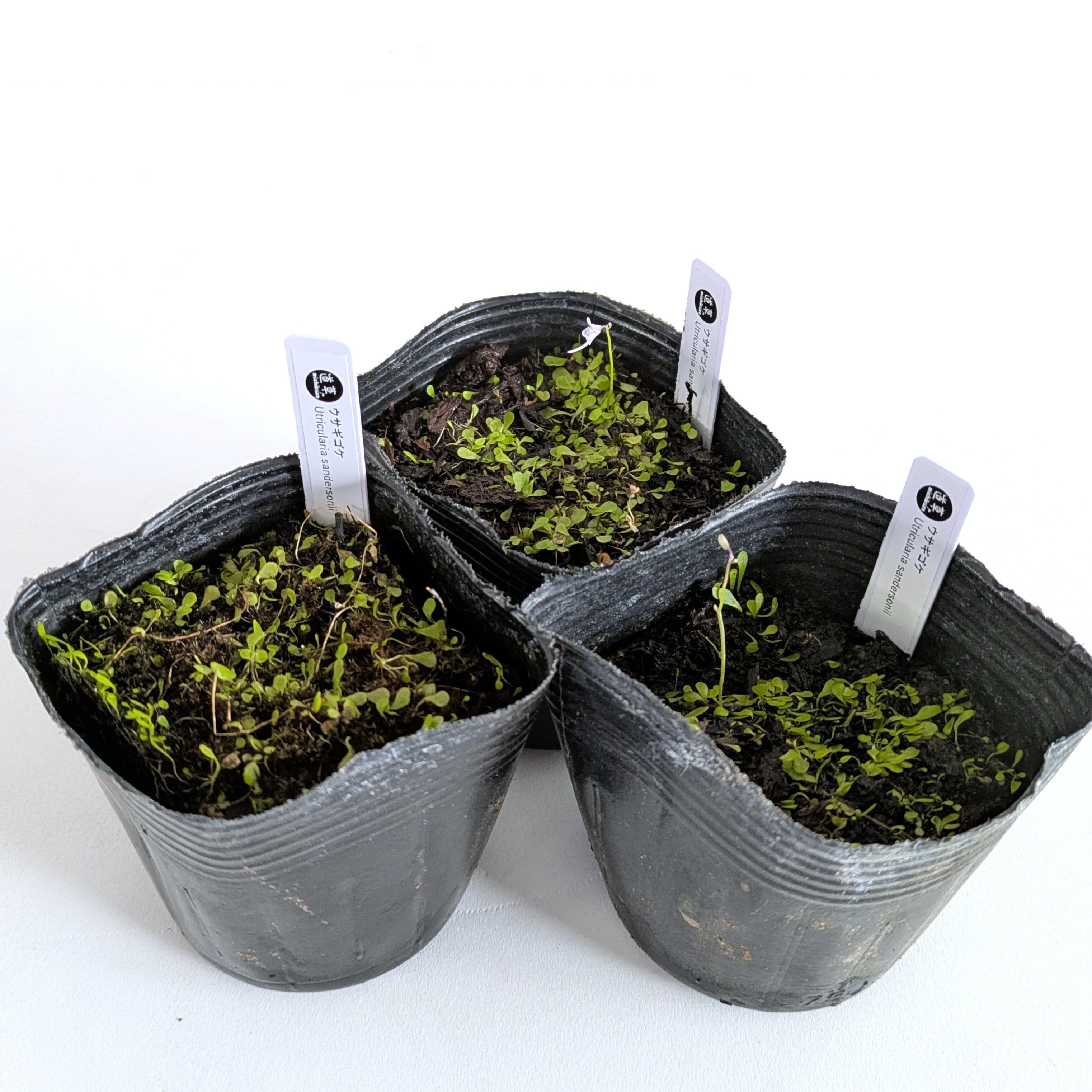 ウサギゴケ 苔テラリウム作製用素材◇水辺の表現におすすめ | 苔