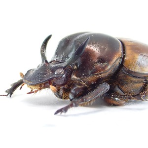 ベトナム産 Digitonthophagus bonasus ♂ 14mm XL