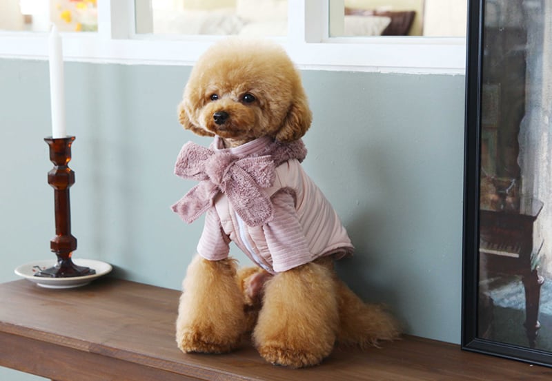 フリース配色ダウン S ~ XL 3color  /  犬服 秋冬 アウター 犬の服 犬 ダウン パーカー 小型犬 中型犬