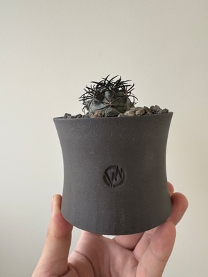 【新着】Copiapoa griseoviolacea 1 × VALIEM GHOST【極上の棘】コピアポア グリセオビオラセア