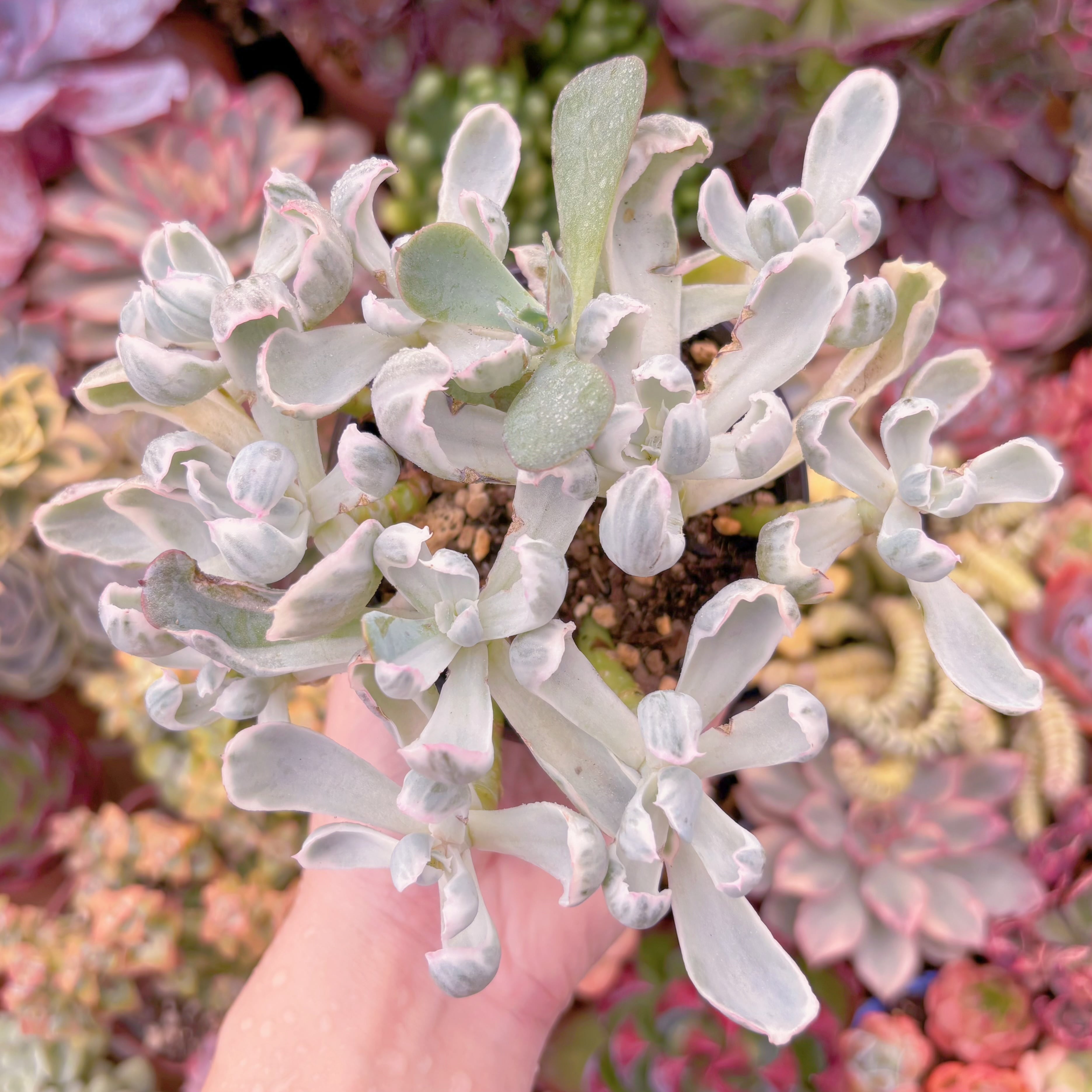 現品　リチャード錦#766　るる農園