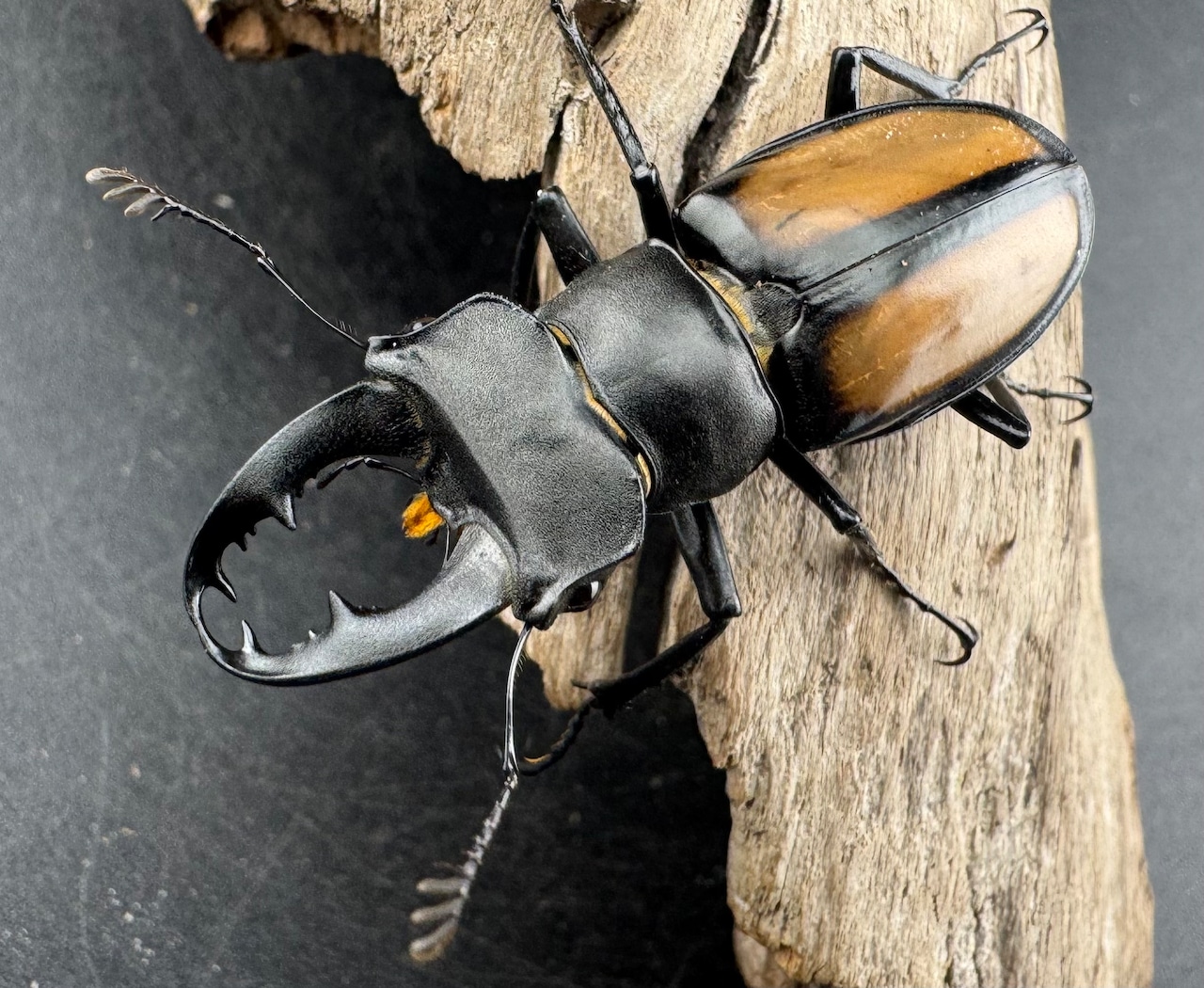 【WD】《パリーミヤマクワガタ 40mm ペア》