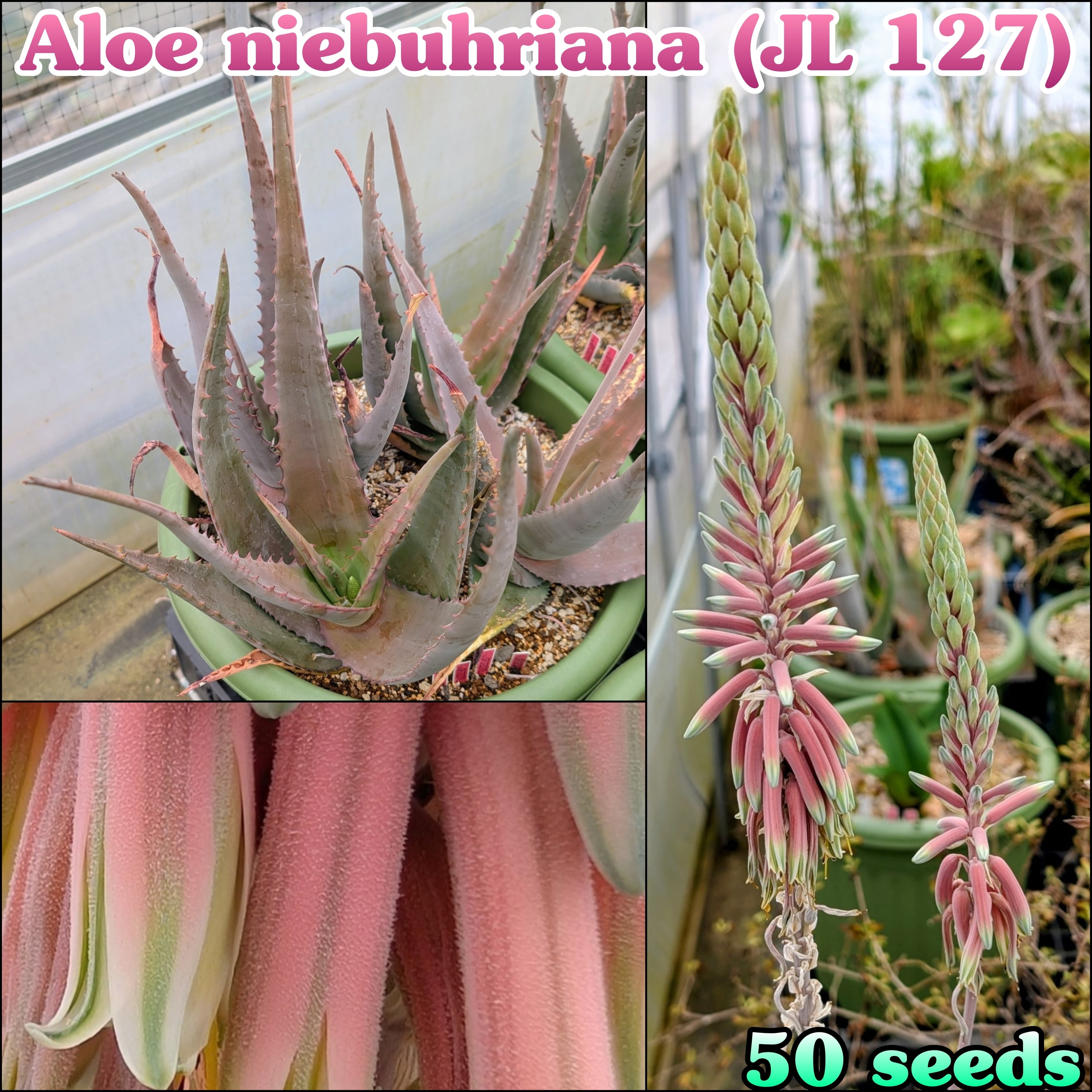 種子/5粒】Haworthiopsis scabra (WMS 169)/ハオルチオプシス