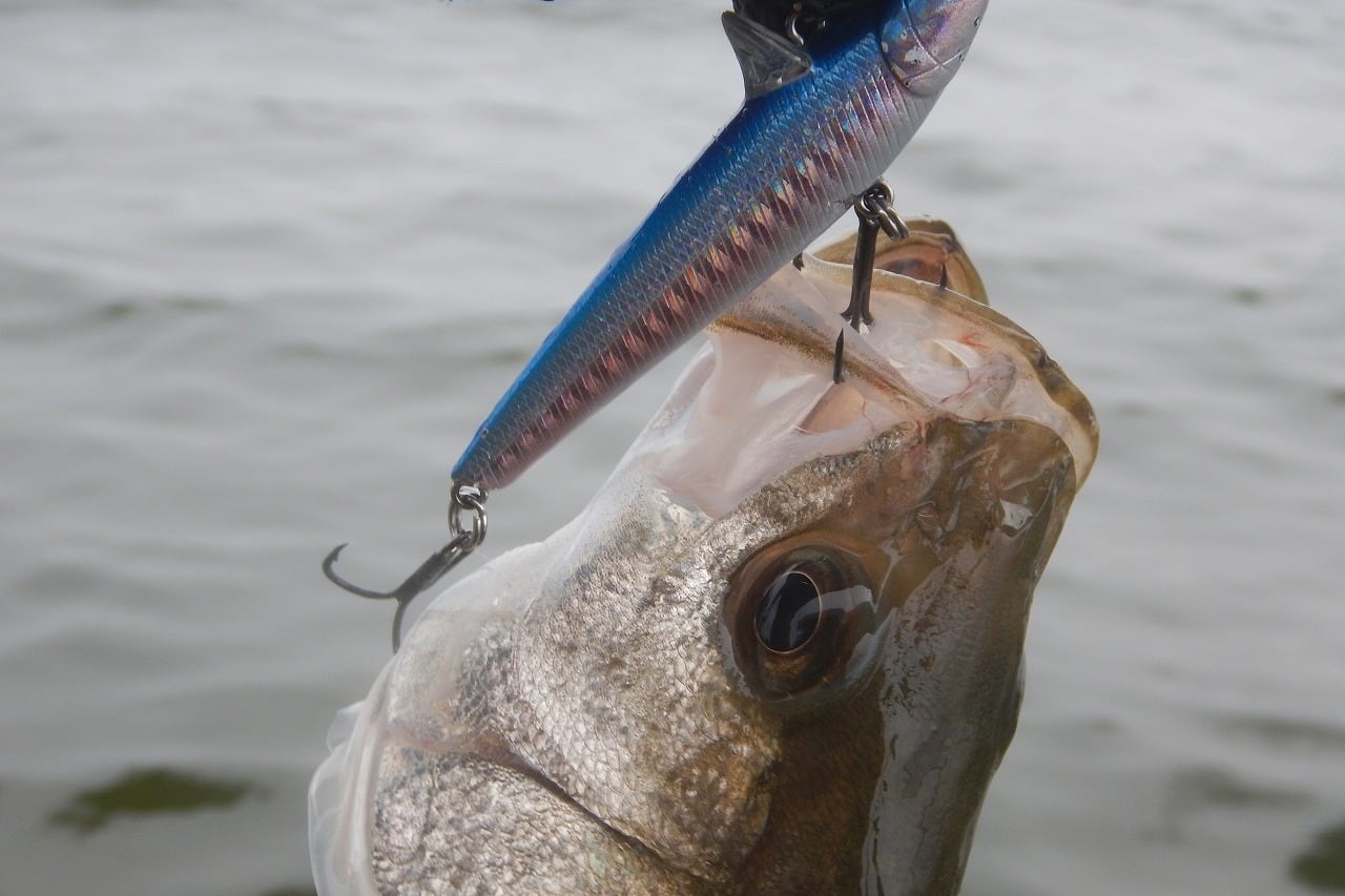 Rb-77S マットバナナチャート 4個セット | スーパーバリューフィッシング