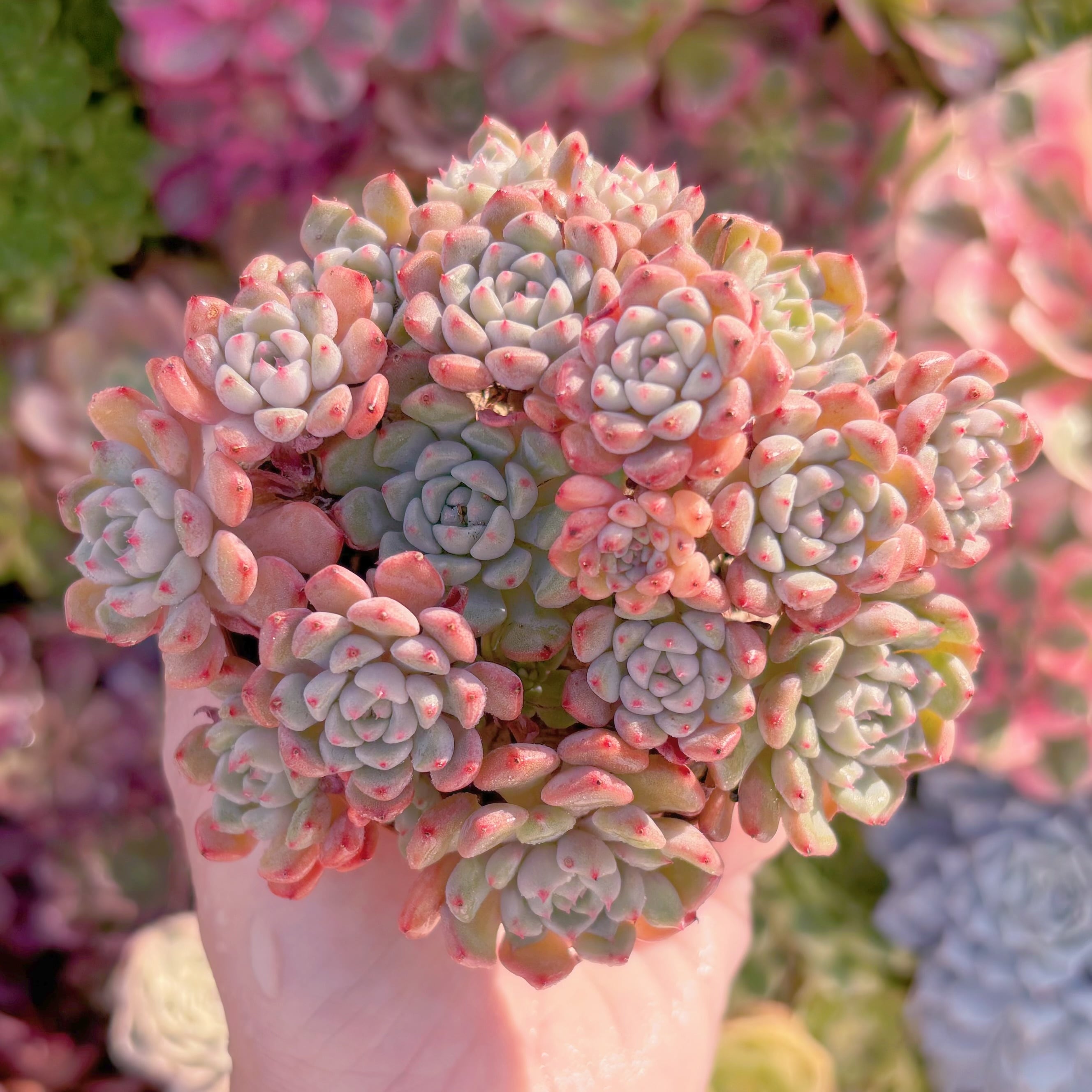 現品　スノーピーチ#717　群生　るる農園