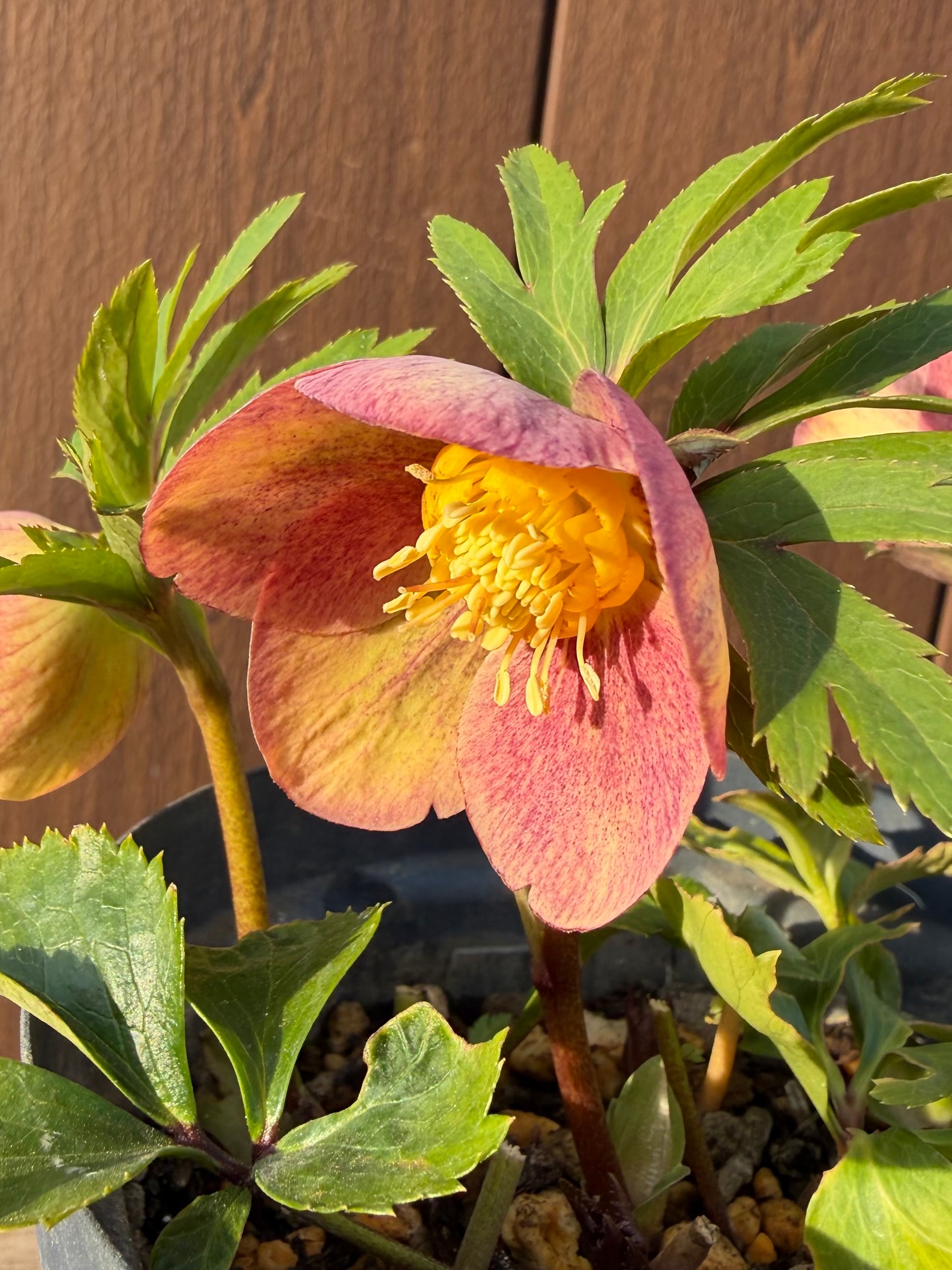 茜交配 Zoony Garden クリスマスローズ【Zo04】送料無料 | あしかが