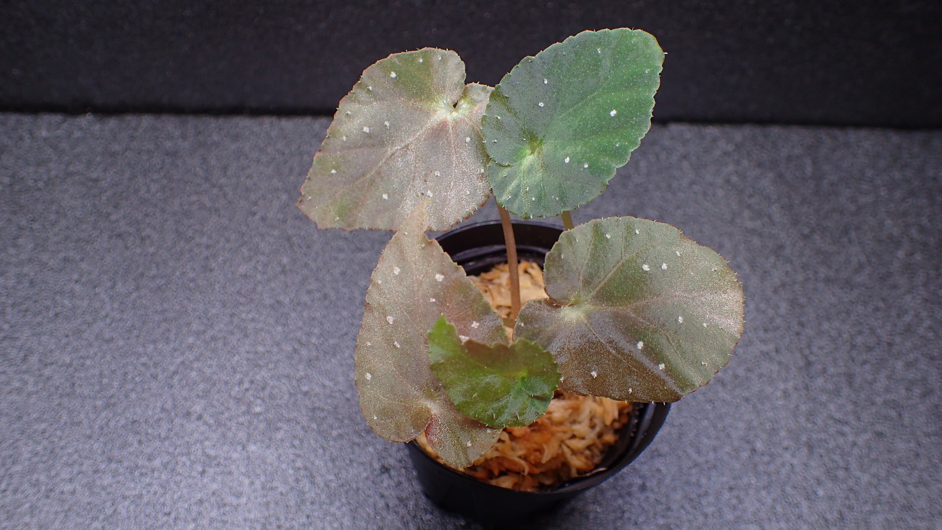 熱帯植物 水草