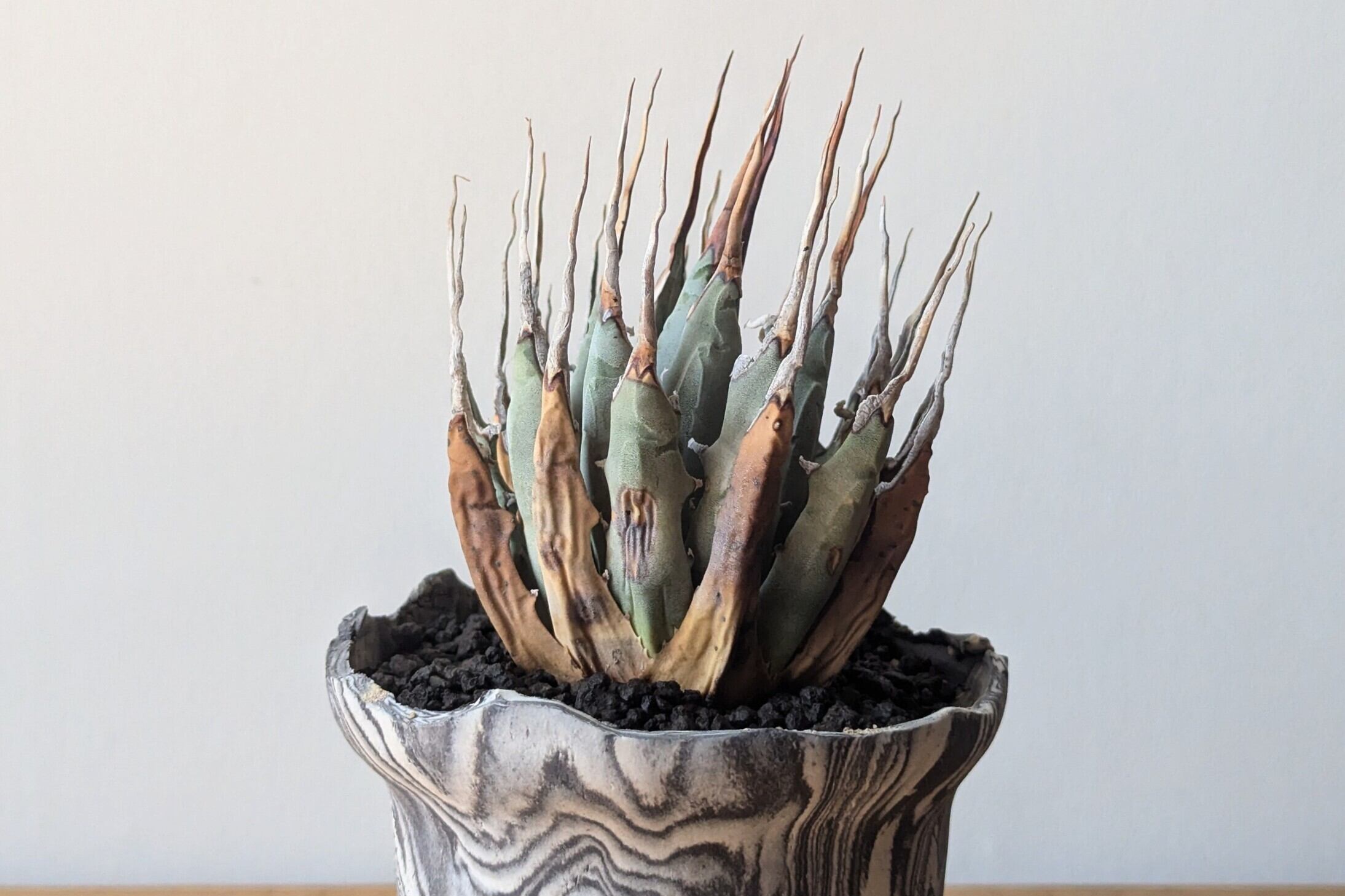 Ramat Planter#236 × アガベ ユタエンシス エボリスピナ陽炎