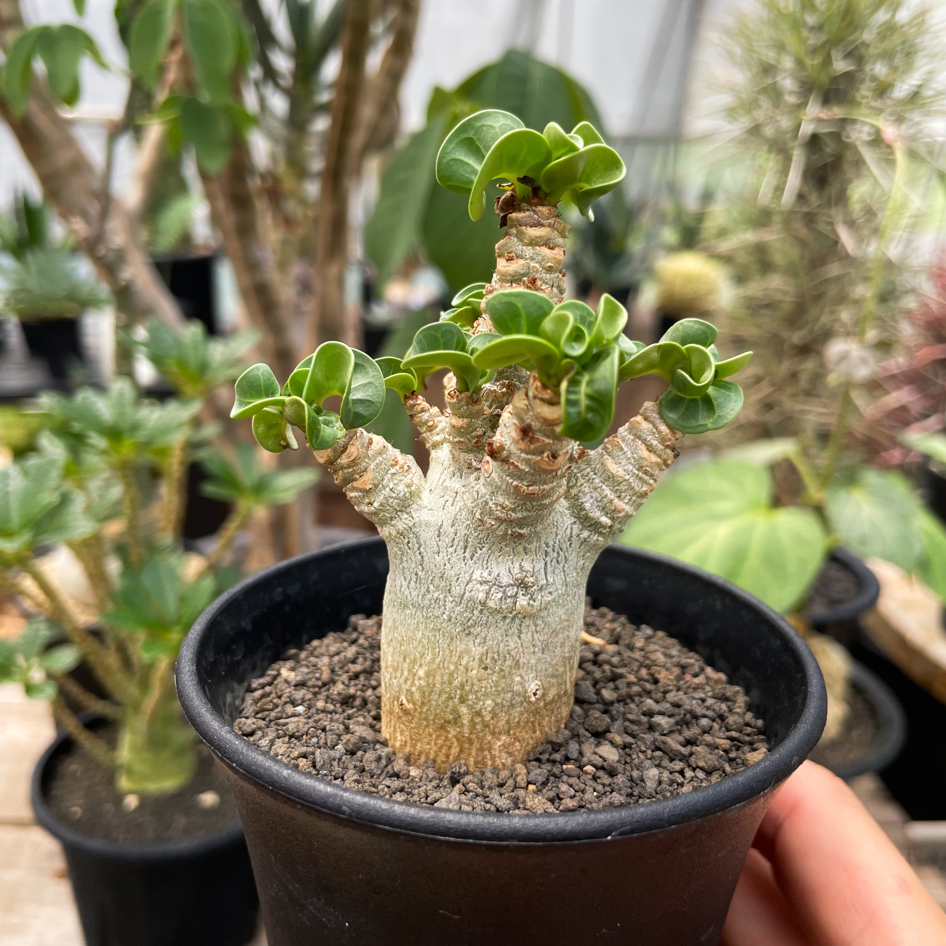 アデニウム アラビカム Adenium Adenium arabicum curly【アデニウム・獅子葉アラビカム