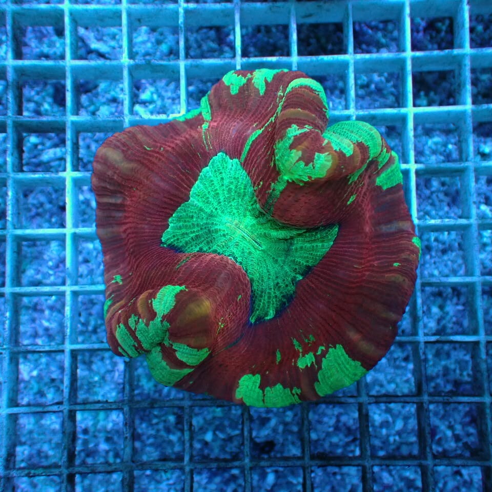 オオバナ / ブレインコーラル | HOUSE REEF(ハウスリーフ)サンゴ
