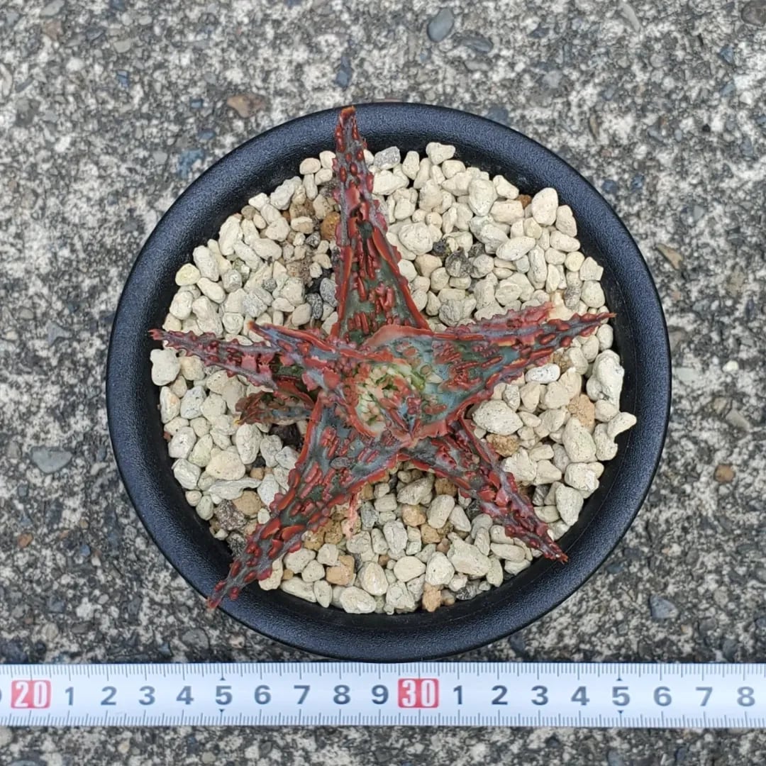 アロエハイブリッド　ラヴァ　lava i-img1200x1200-