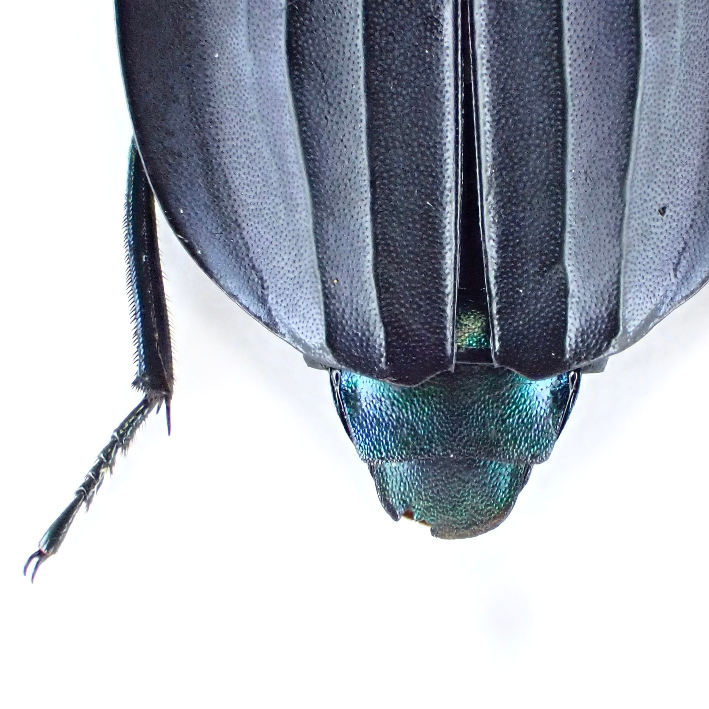 根付サンプル　虫歯　銘:貞道 中国産 Synapsis davidis 1ex 34mm | 昆虫標本 Diggers & Rollers