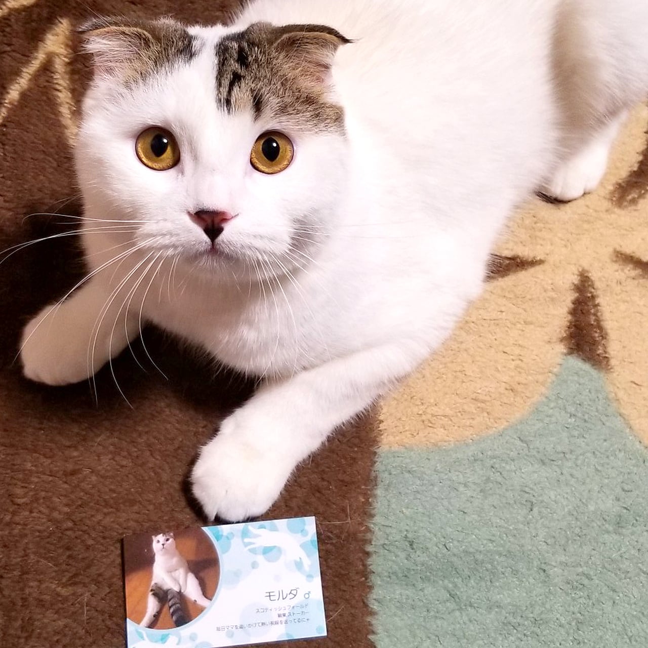 看板ネコ紹介サイトの掲載枠限定】看板ネコちゃんページ修正費