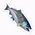 (サクラマス)魚ステッカー