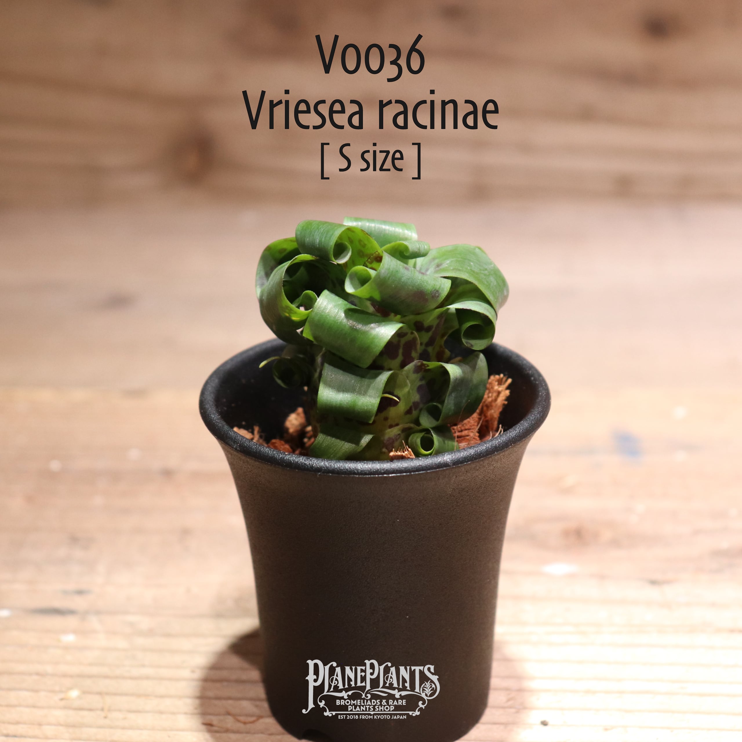 【送料無料】racinae〔フリーセア〕現品発送V0036