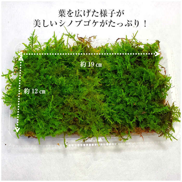 天然シノブゴケ 1パック分 | 弥栄苔 本店
