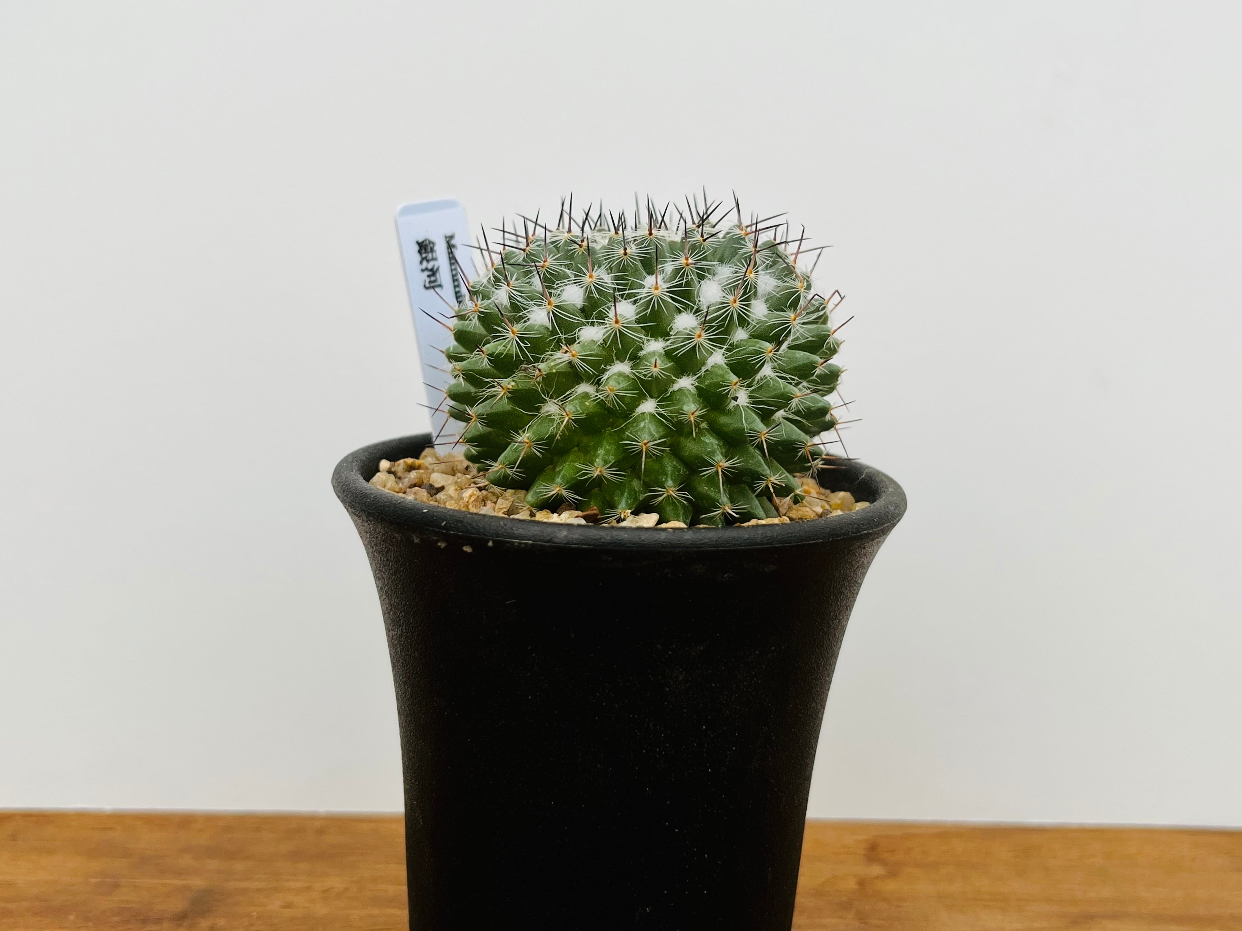 Mammillaria saetigera マミラリア 銀河 多毛タイプ サボテン | plants