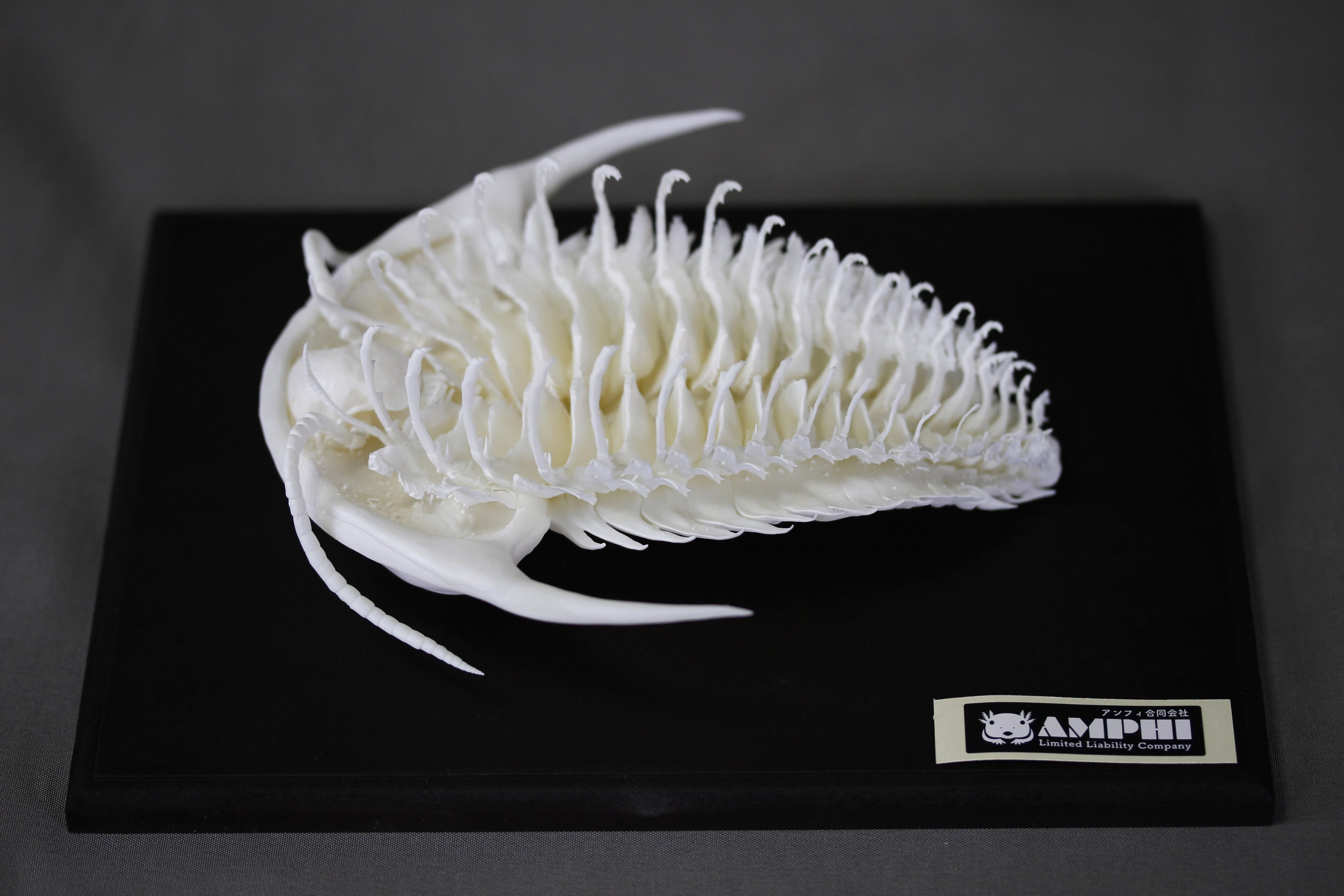 約8cm】カマラサウルス 縮小頭骨レプリカ | アンフィ合同会社