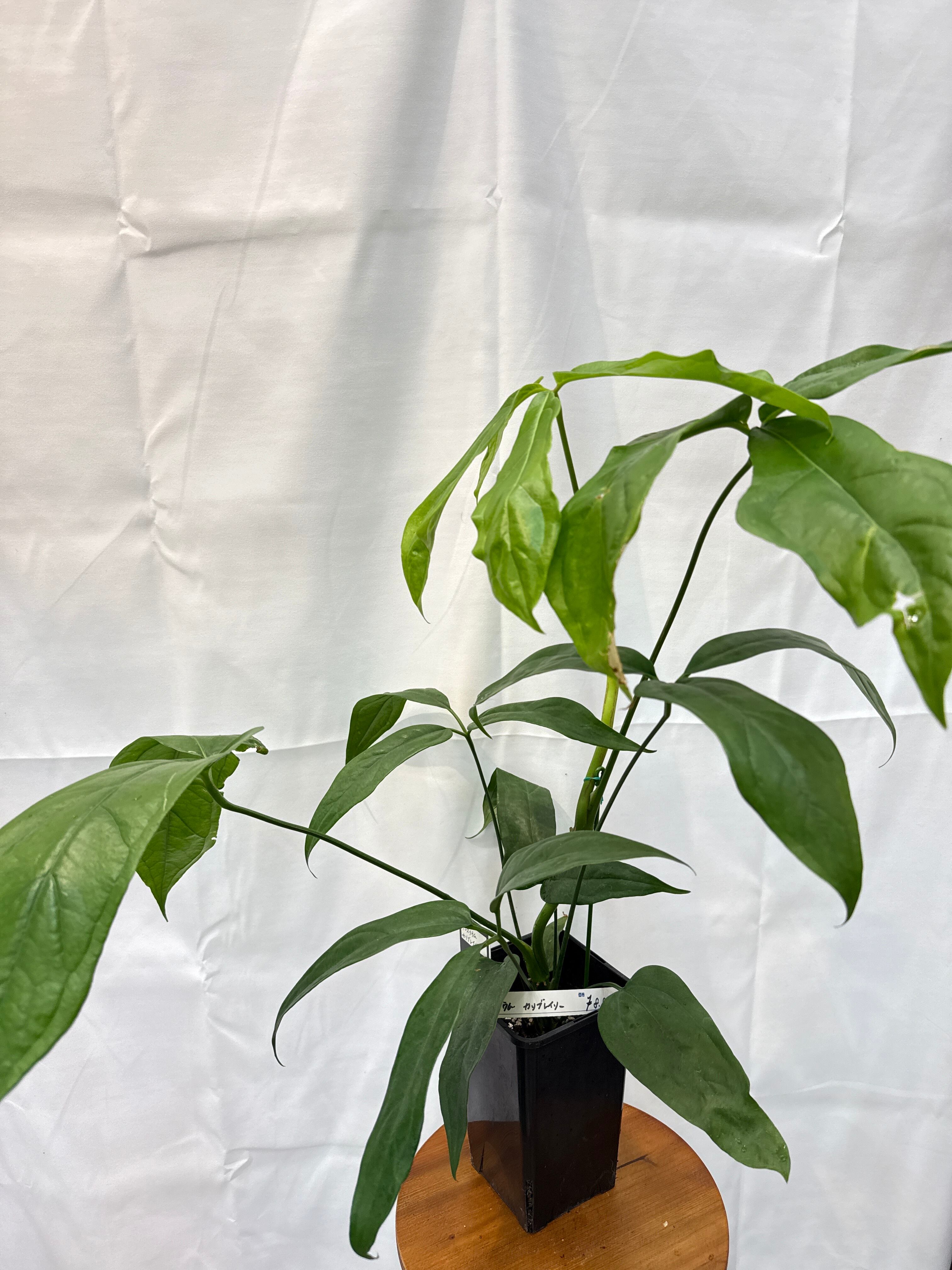 アンスリウム カリブレイリー | Gardenえん 【観葉熱帯植物】